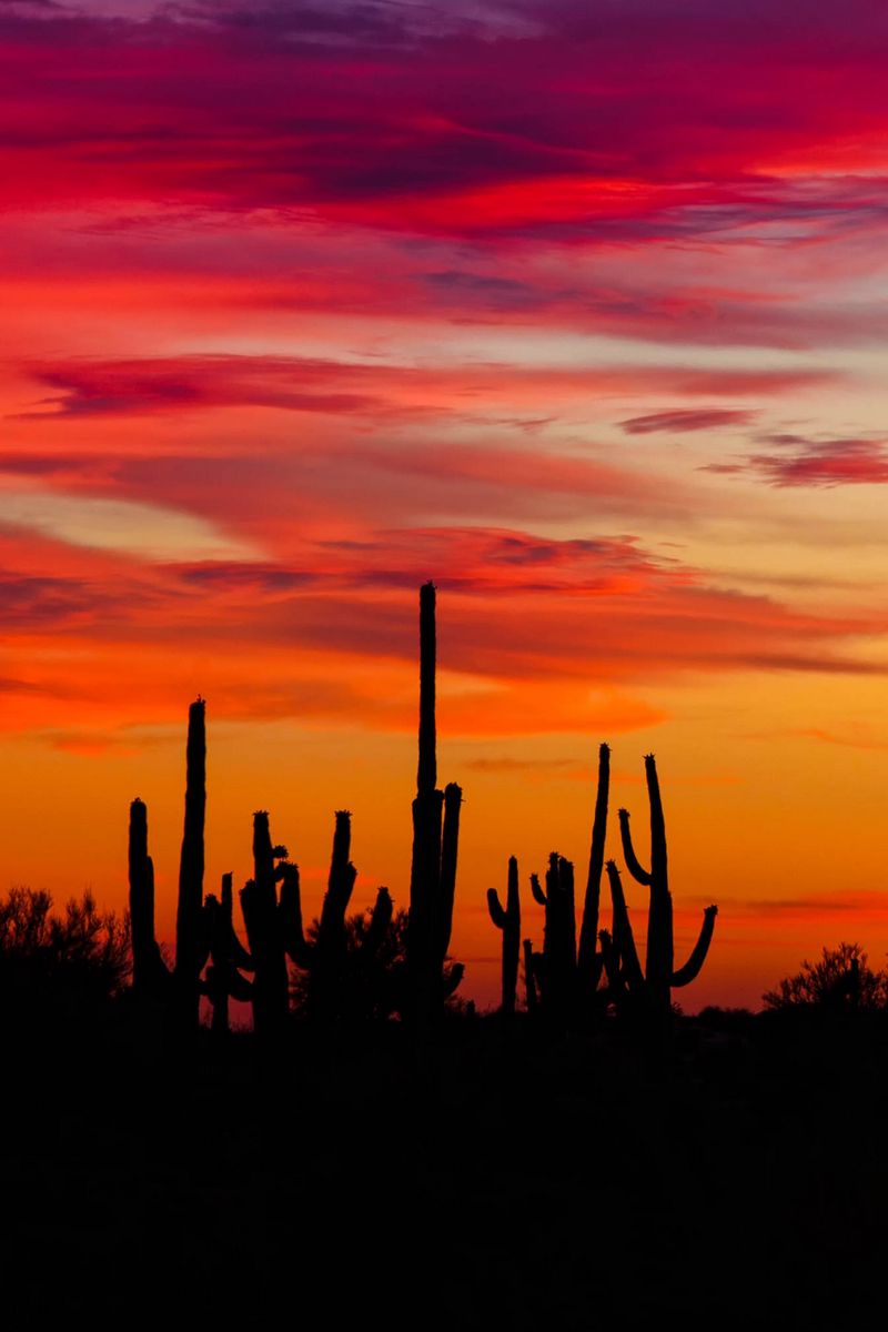 Download Wallpaper 800x1200 Cacti, Sunset, Silhouettes, Arizona Iphone 4s 4 For Parallax HD Background