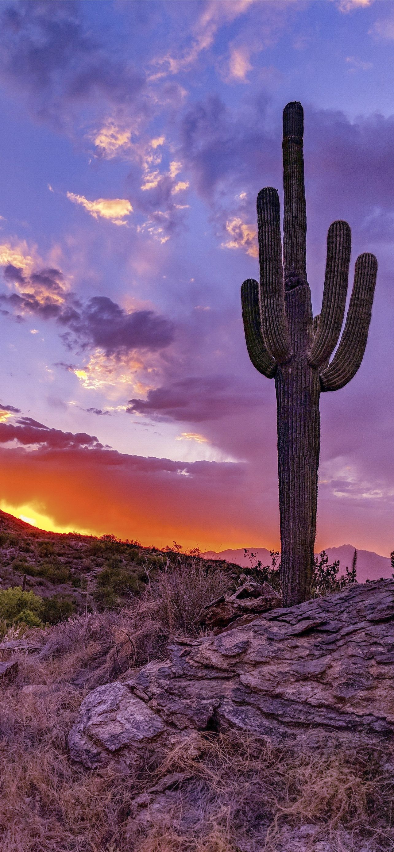 arizona iPhone Wallpaper Free Download