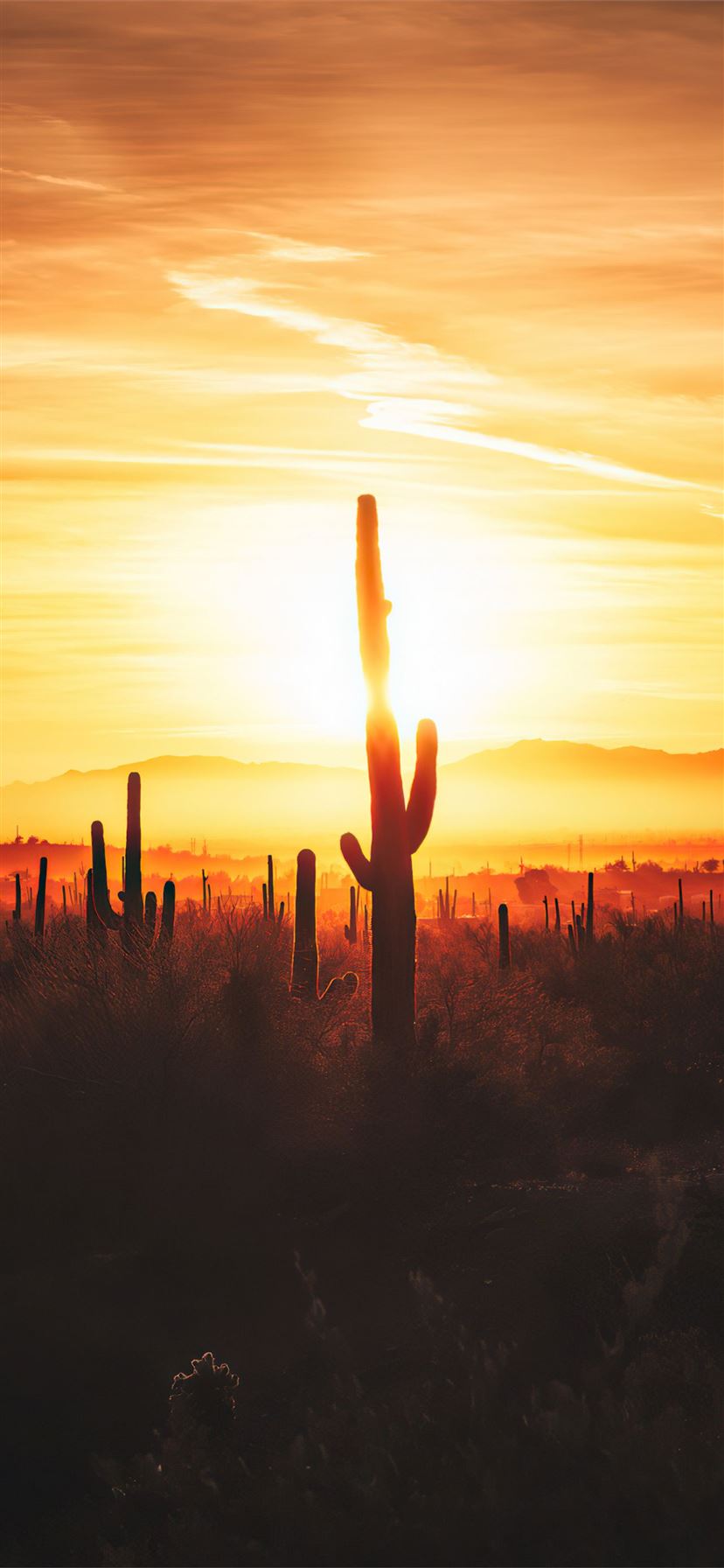cactus field sunset 4k iPhone 11 Wallpaper Free Download