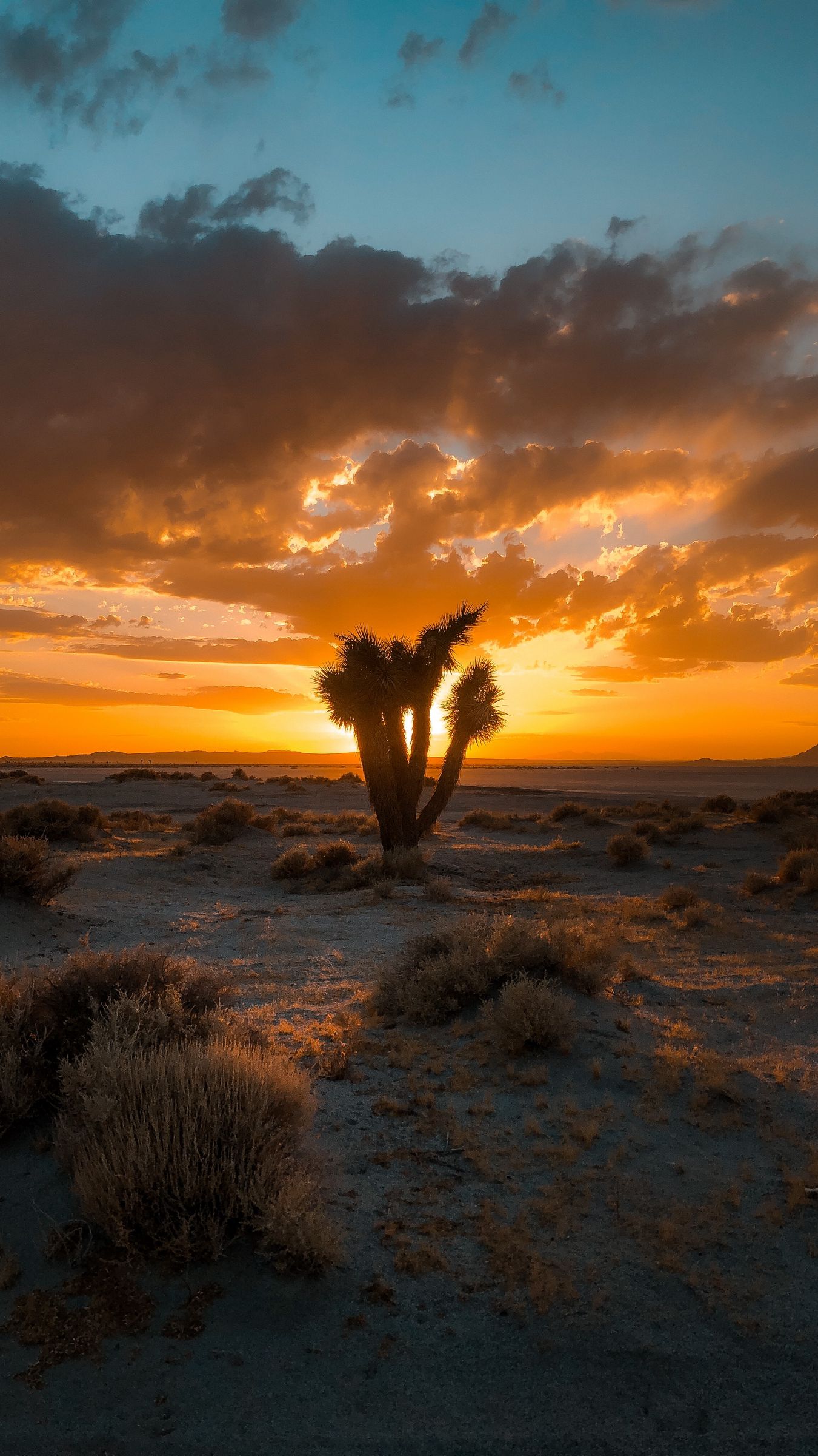 Download wallpaper 1350x2400 cactus, desert, sunset, sand, bushes iphone 8+/7+/6s+/for parallax HD background