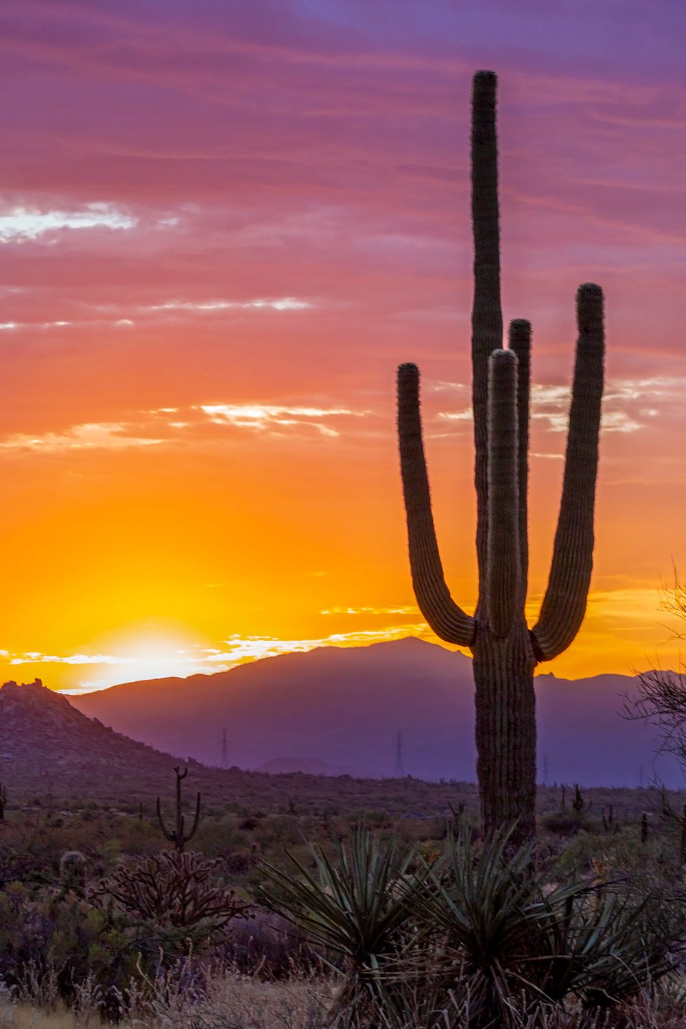 Vibrant Arizona Desert Sunrise With Saguaro Cactus. Sunrise landscape, Arizona landscape, Desert painting