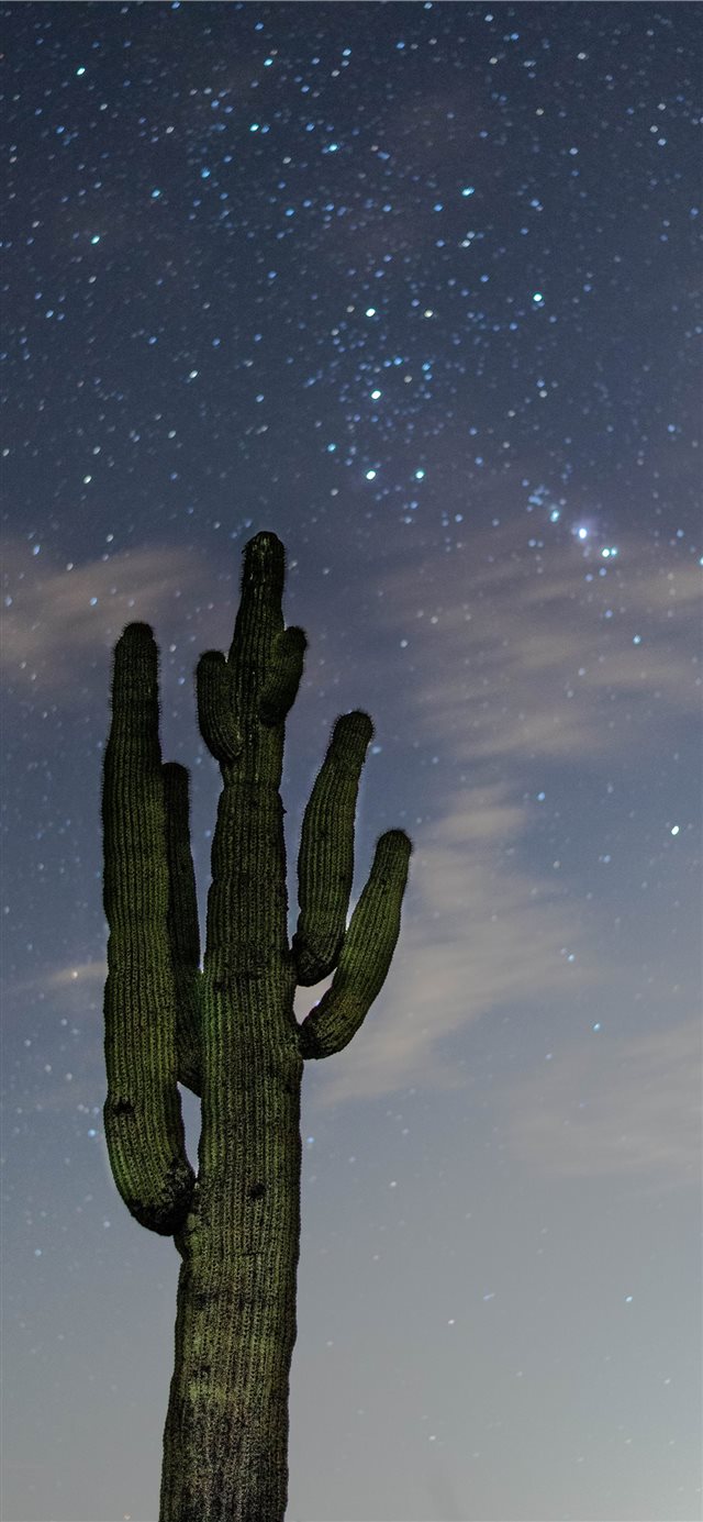 low angle photography of green cactus iPhone X Wallpaper Free Download