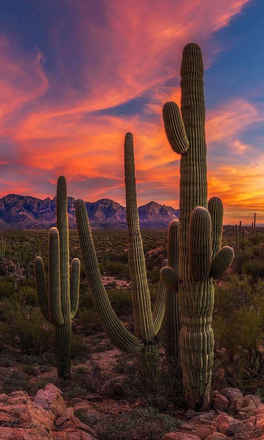 Free download Free Cactus iPhone Wallpaper iPhone Wallpapers in 2019 Iphone  1080x1920 for your Desktop Mobile  Tablet  Explore 61 Free Pc Backgrounds  Wallpapers  Pc Wallpaper Free Free Pc Wallpaper