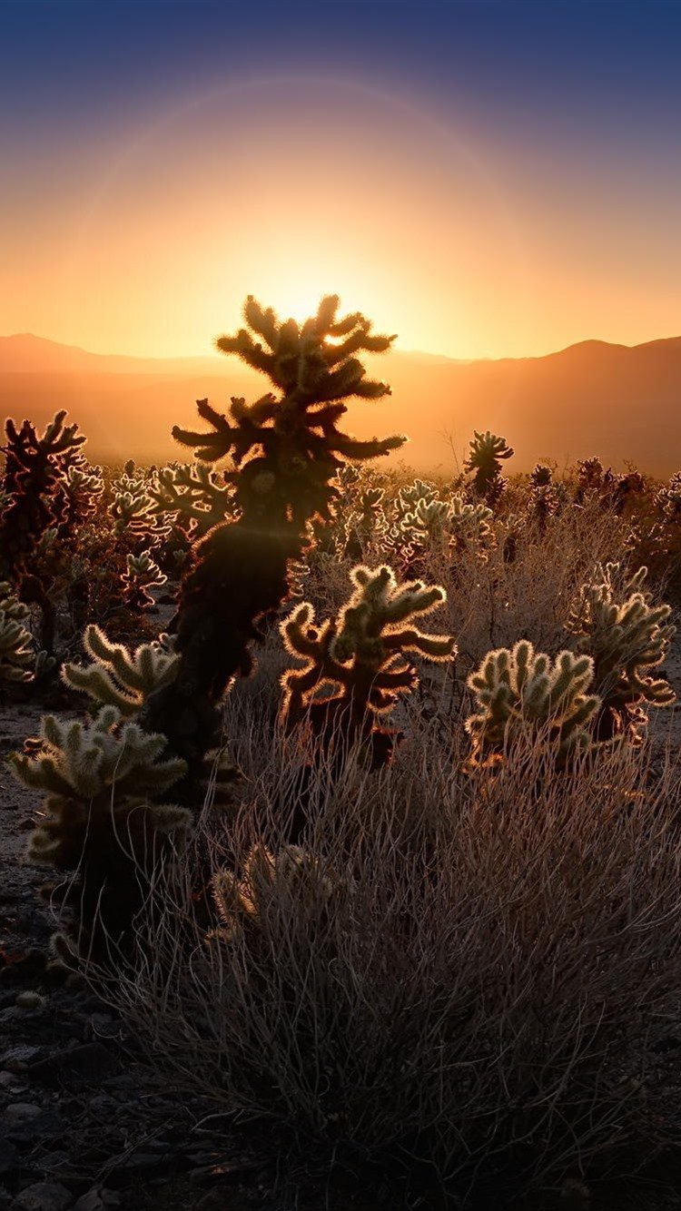 Cactus, Desert, Sunset 750x1334 IPhone 8 7 6 6S Wallpaper, Background, Picture, Image