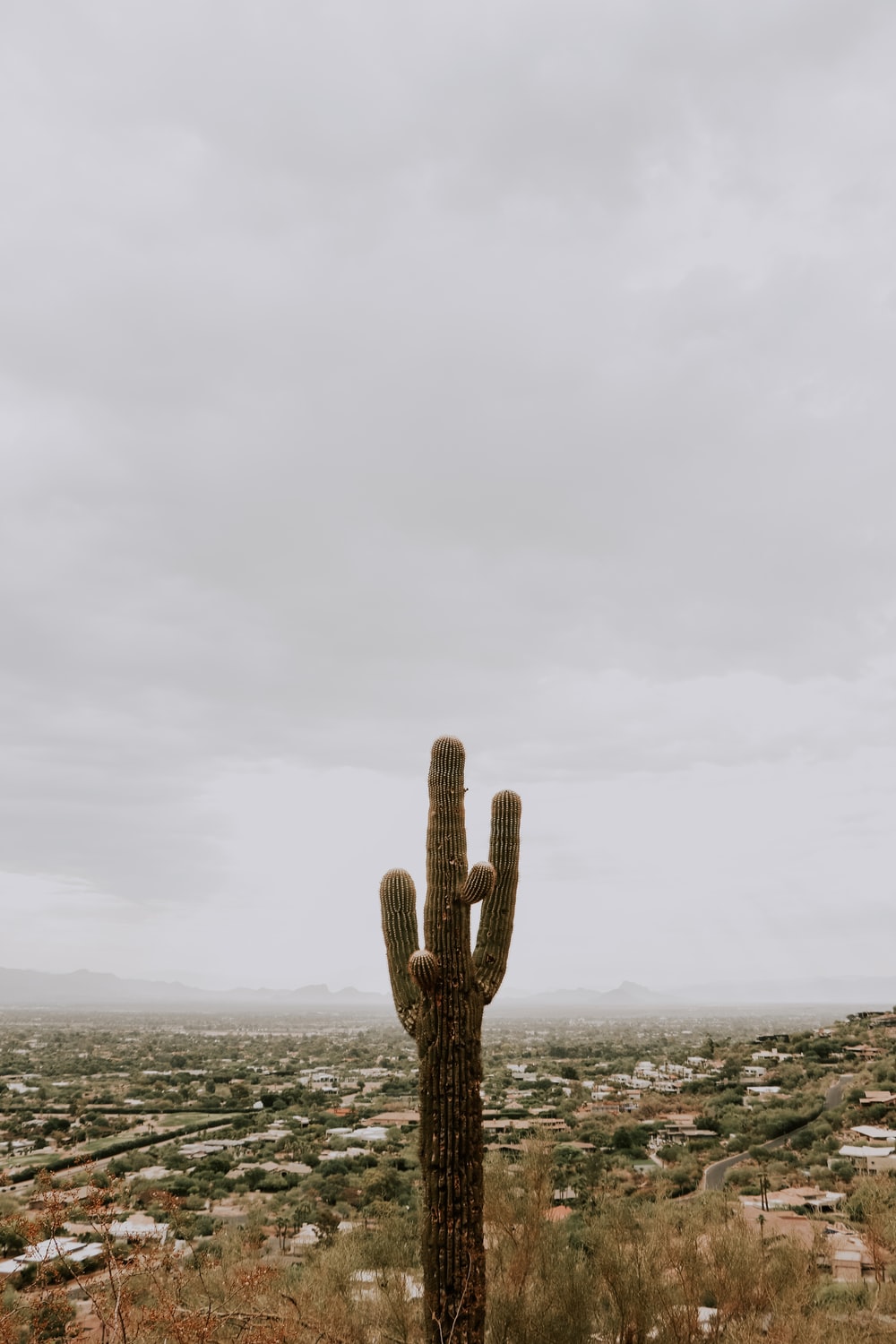 green cactus photo