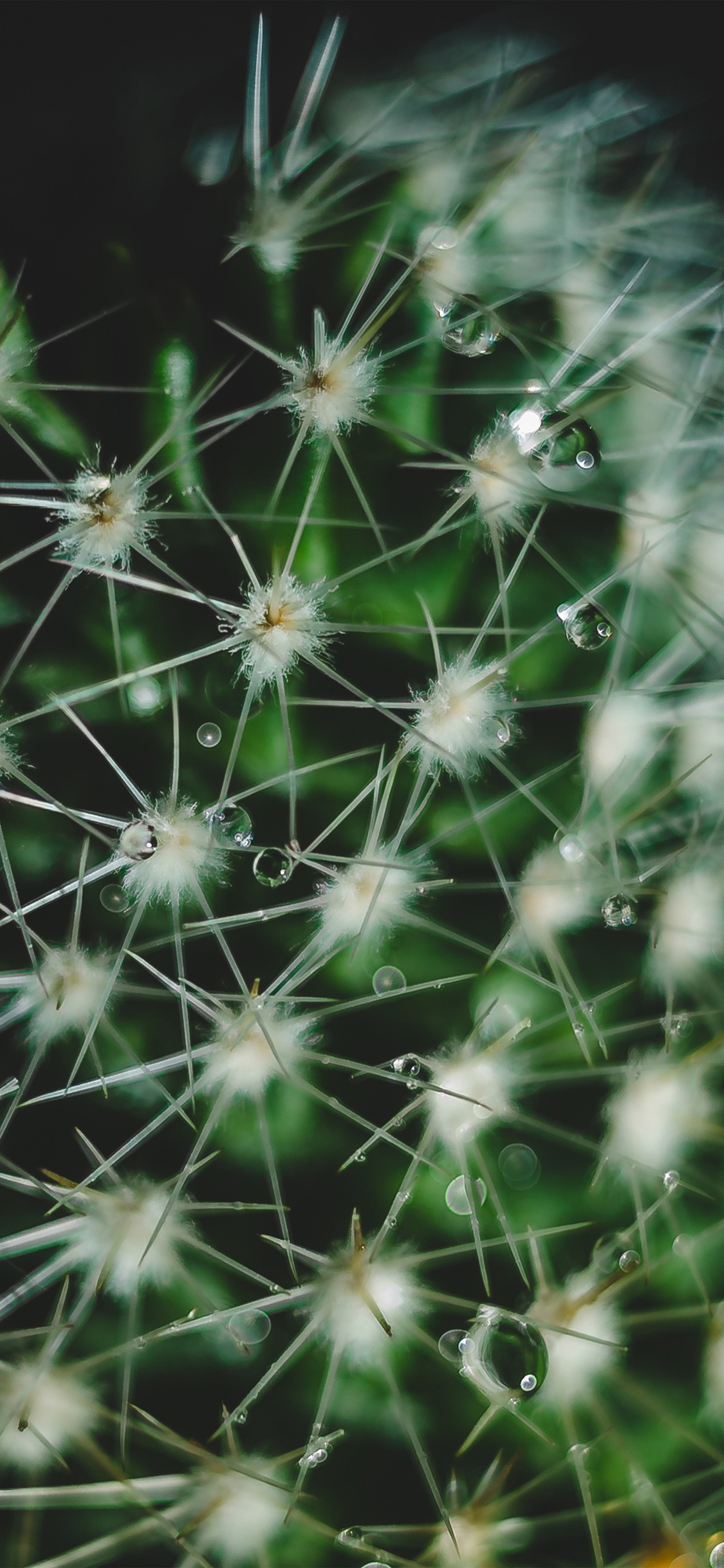 iPhone X wallpaper. cactus flower micro zoom