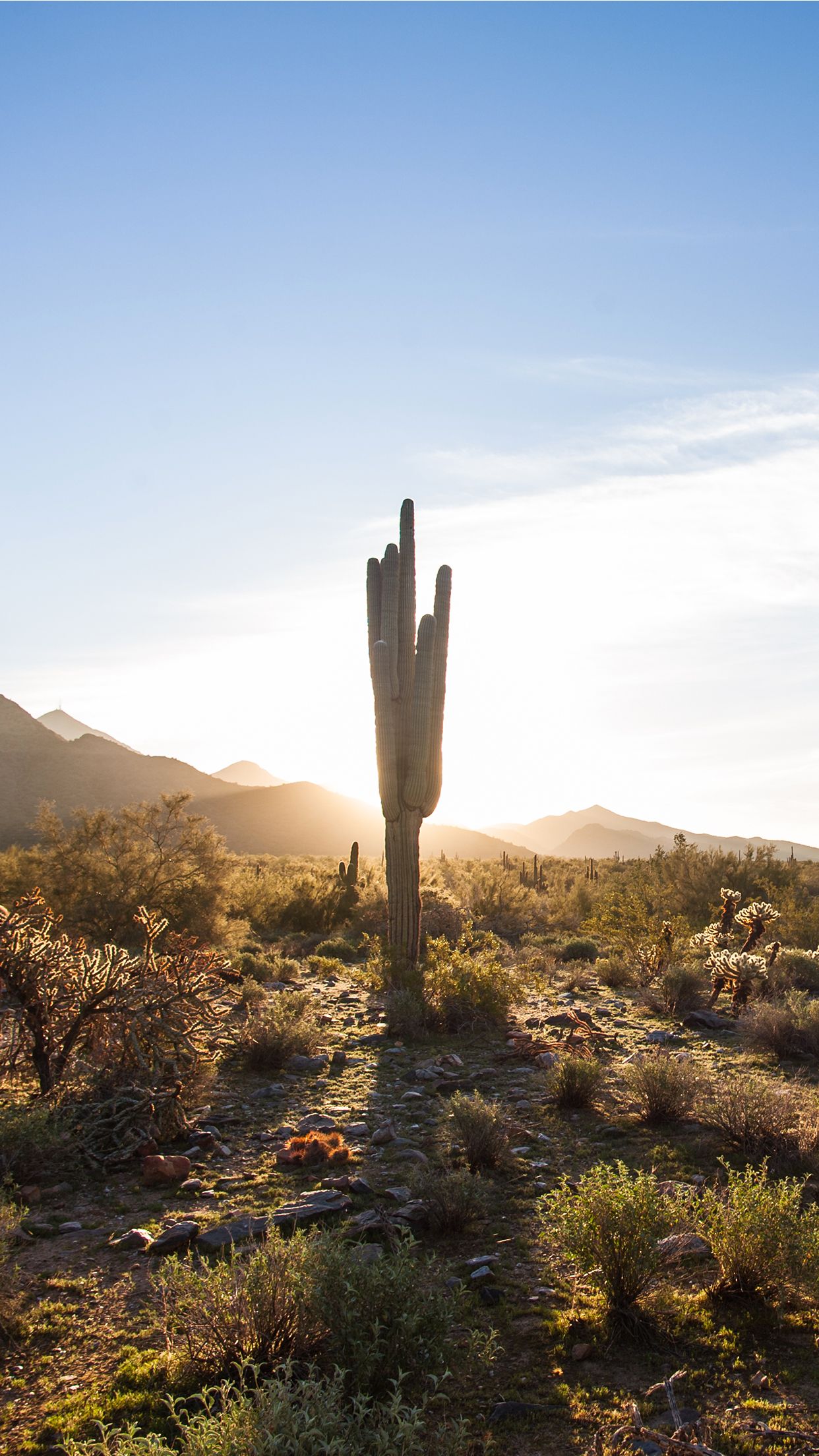 Desert Cactus Wallpaper Free Desert Cactus Background