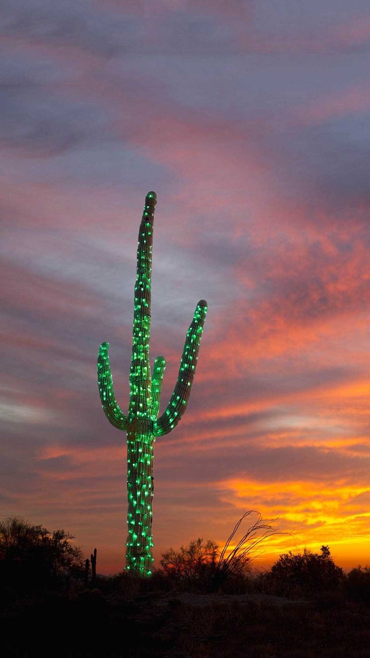 Cactus Wallpaper Discover More Cactus, Green, Plant, Sunset Wallpaper. /cactus Wallpaper 15/. Sunset Wallpaper, Wallpaper, Cactus