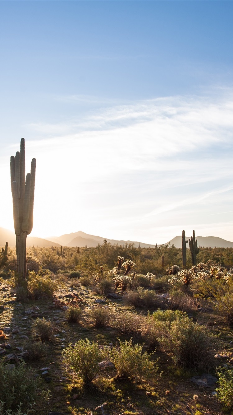 Scottsdale, Arizona, USA, Cactus, Desert, Sky, Clouds, Sun 750x1334 IPhone 8 7 6 6S Wallpaper, Background, Picture, Image