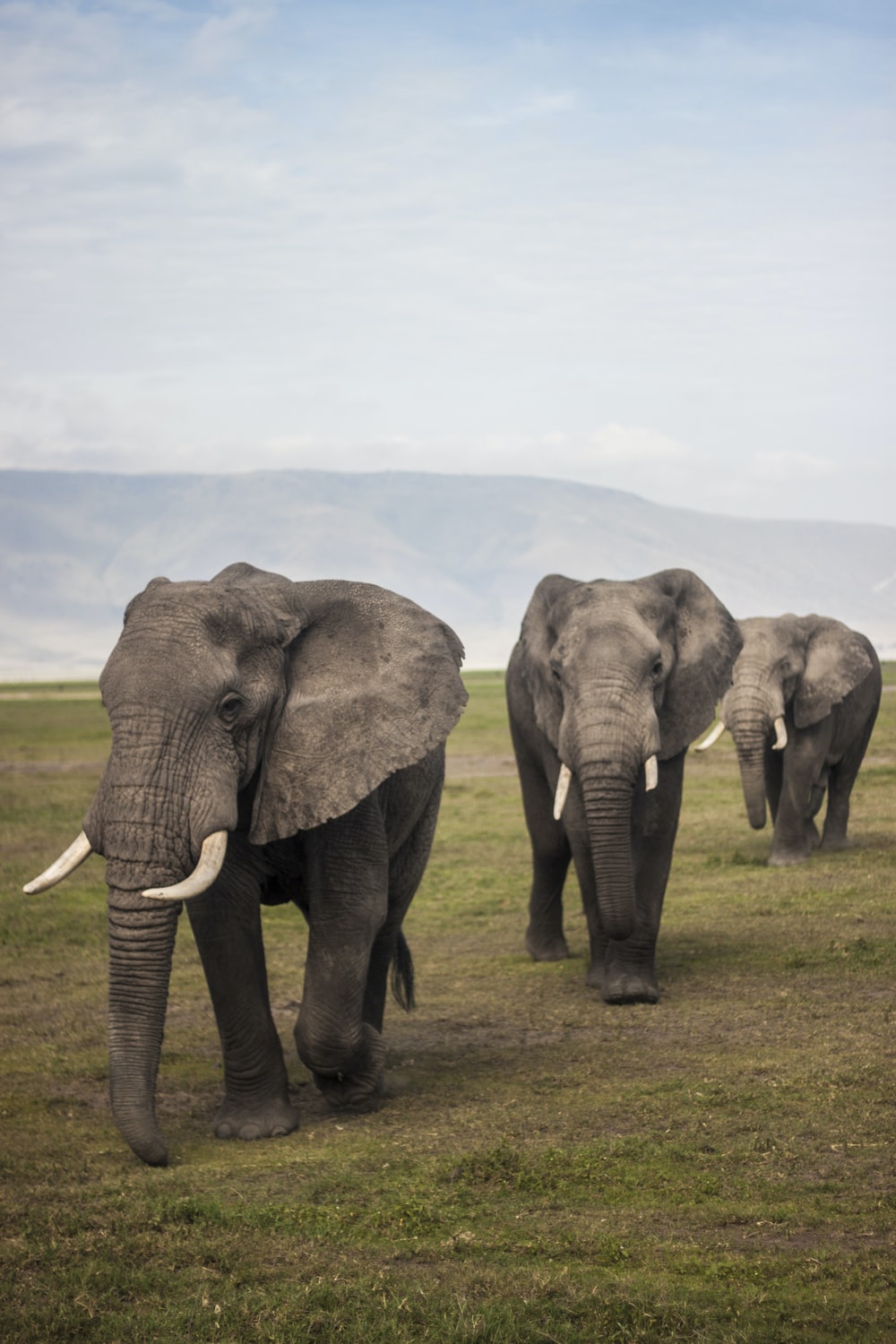 Elephant Family Picture. Download Free Image