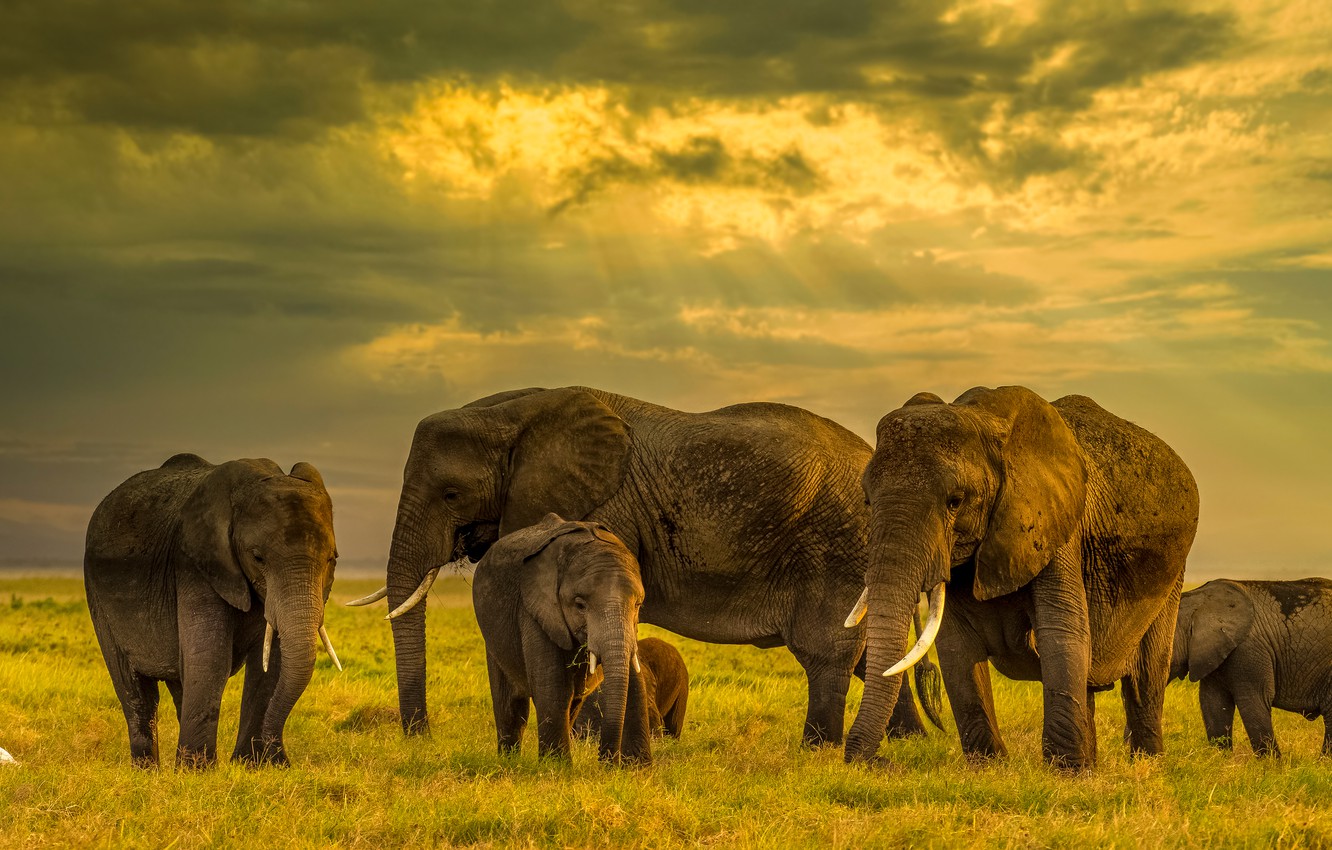 Elephant Family Wallpapers Wallpaper Cave