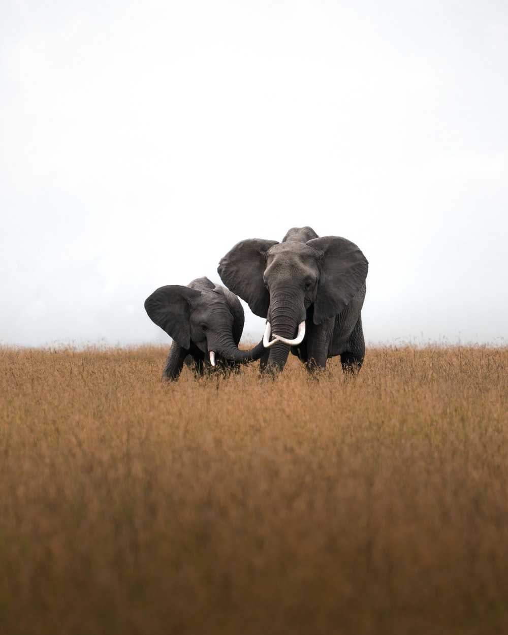 Elephant Family Picture. Download Free Image