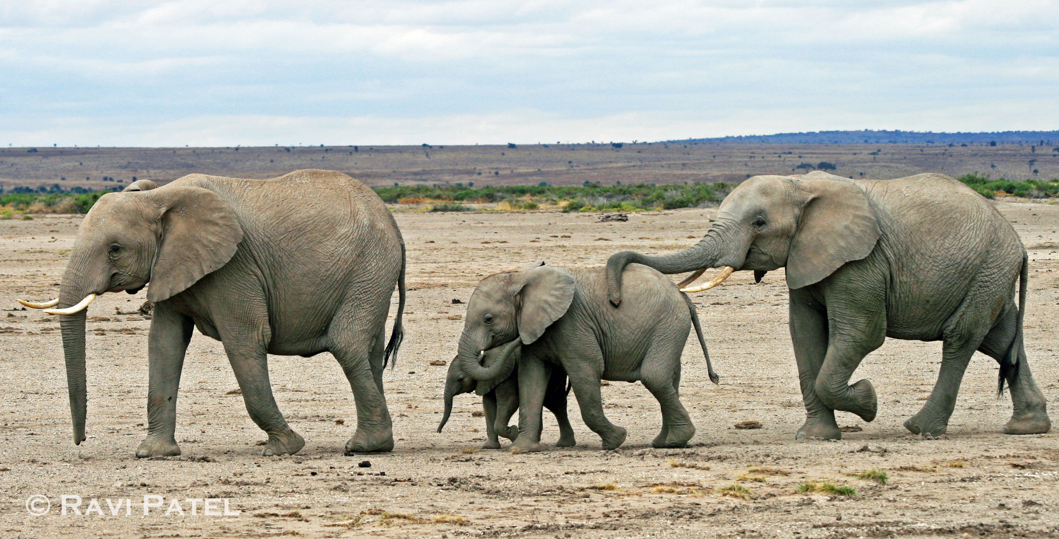 Elephant Family Wallpapers - Wallpaper Cave