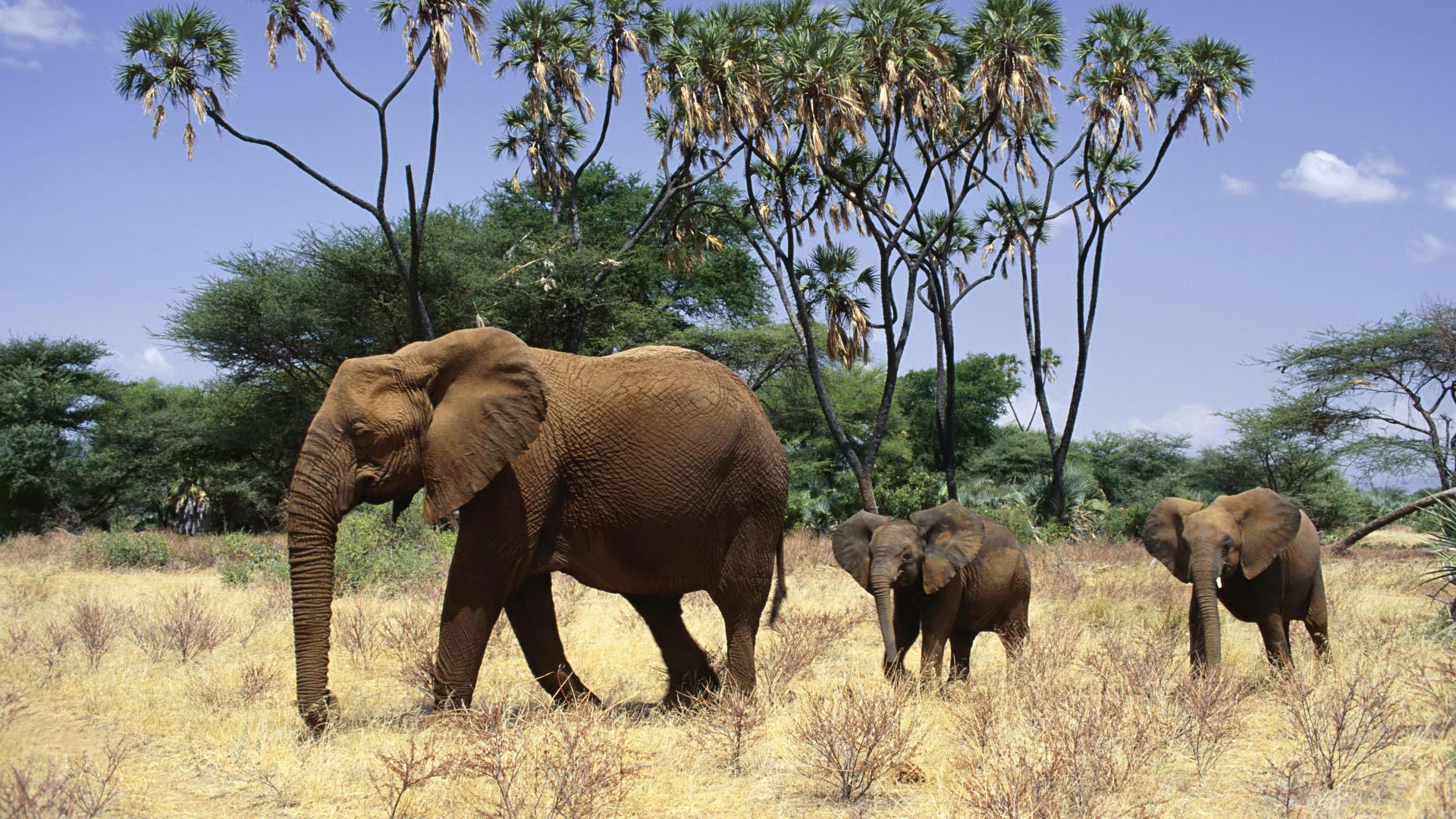 Elephants Family HD