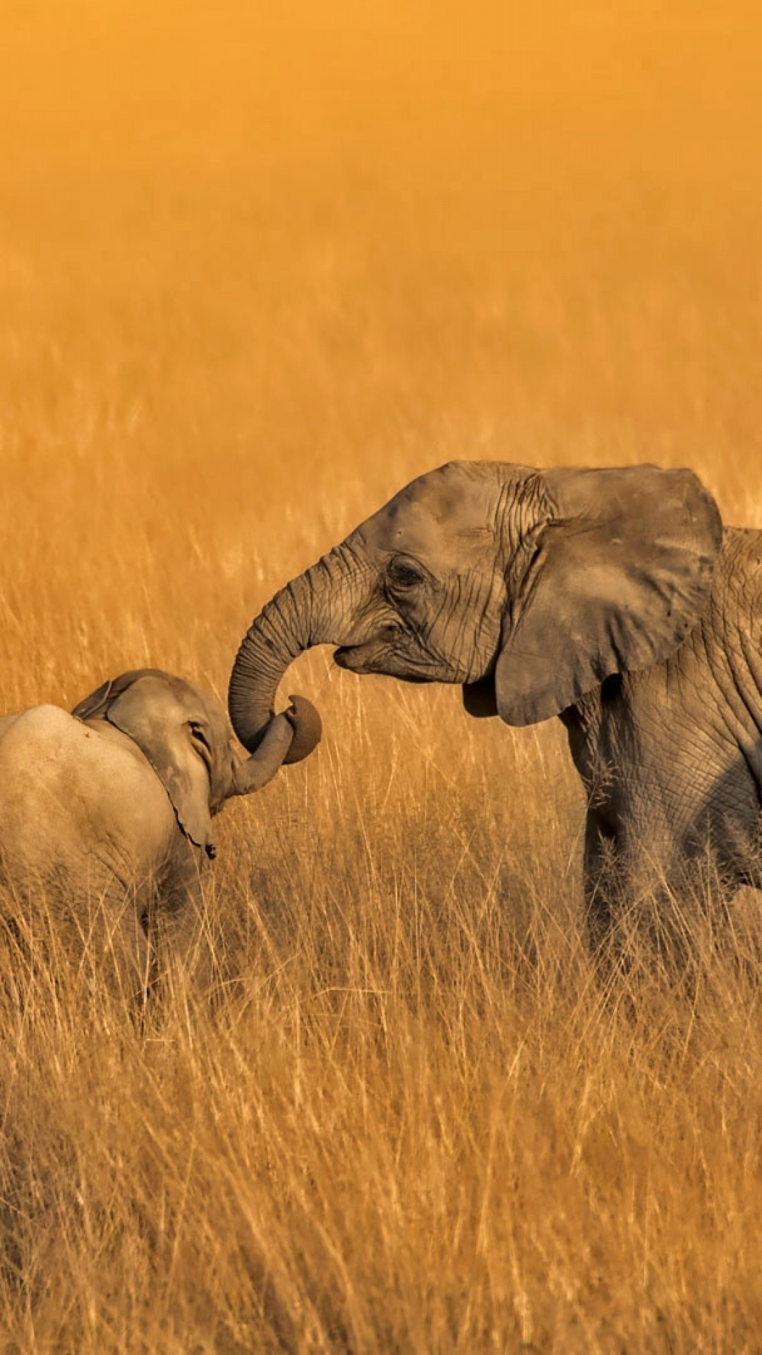 Download 1080x1920 Elephant Family, Field, Wildlife, Africa Wallpaper for iPhone 8, iPhone 7 Plus, iPhone 6+, Sony Xperia Z, HTC One