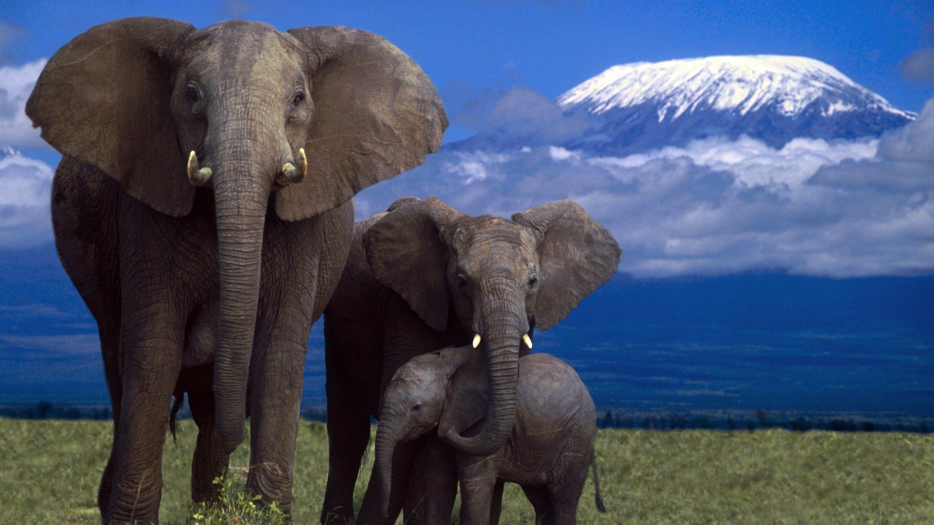 Elephant Family