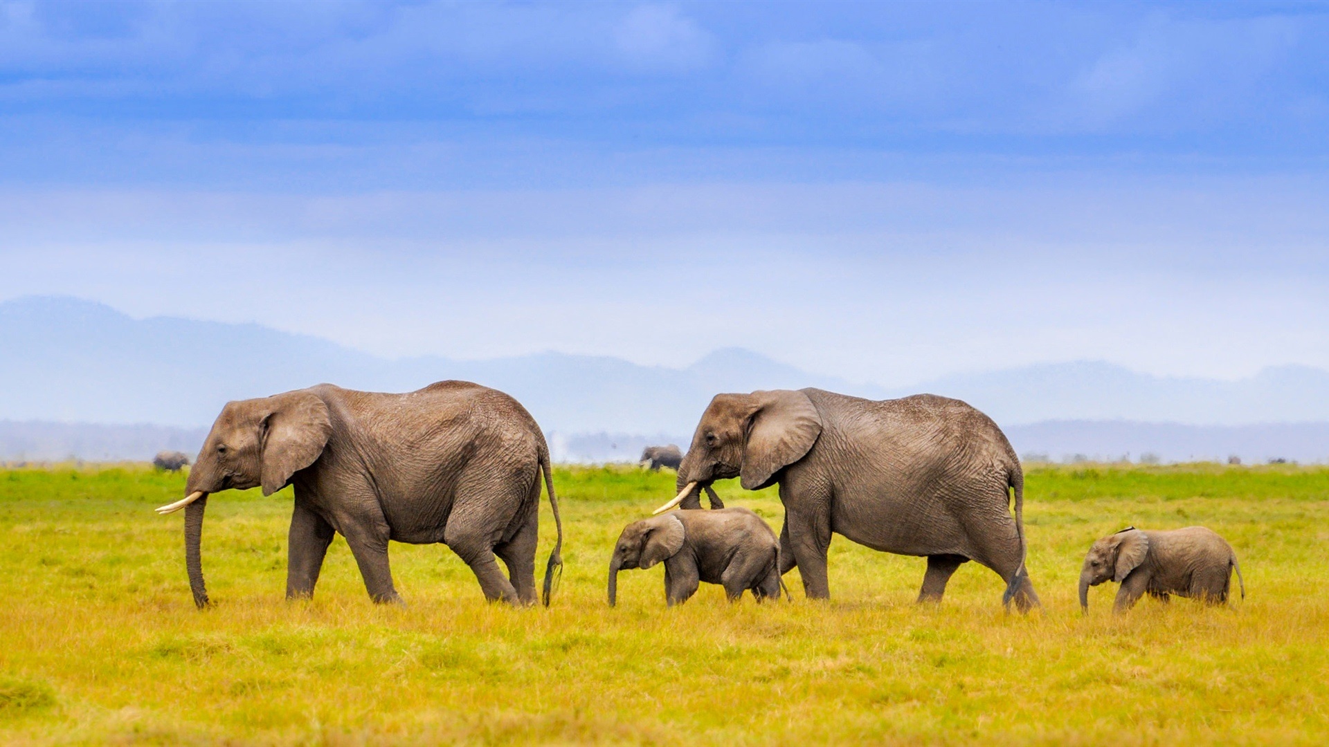 Wallpaper Elephants family, Africa, grass, blue sky 1920x1080 Full HD 2K Picture, Image