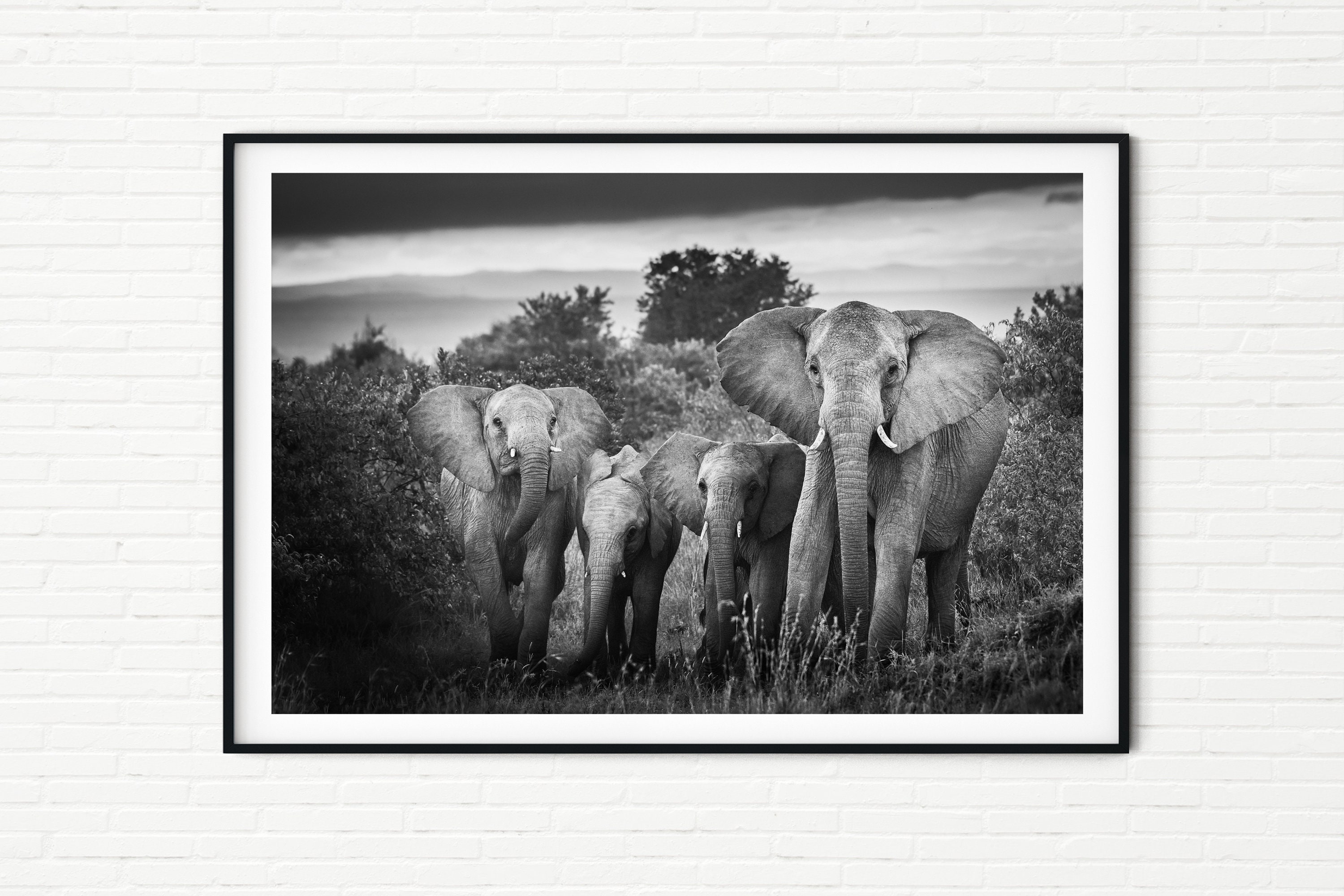 Black and White Elephant Family Photo A2 African Wildlife