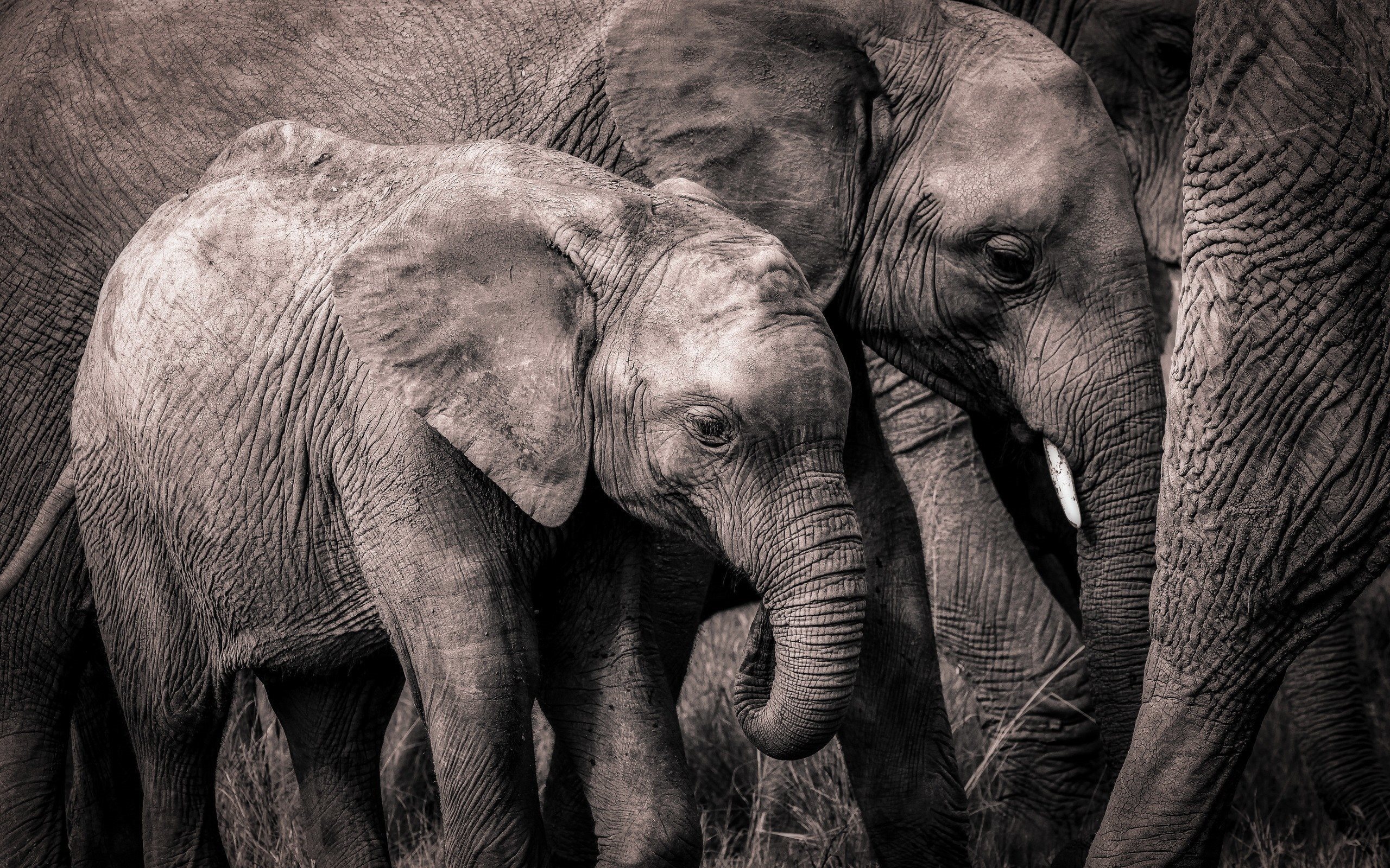 Elephant Family Wallpapers - Wallpaper Cave