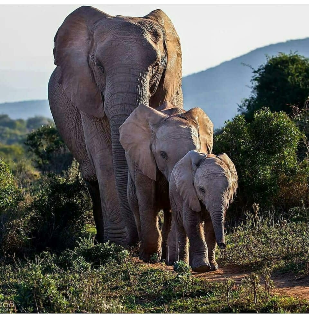prettypachyderms: “ Beautiful family. Photo on I. ”. Elephants photo, Elephant image, Elephant picture