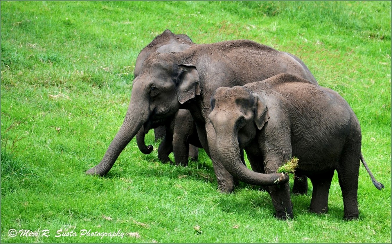 Family Business, a photo from Kerala, South