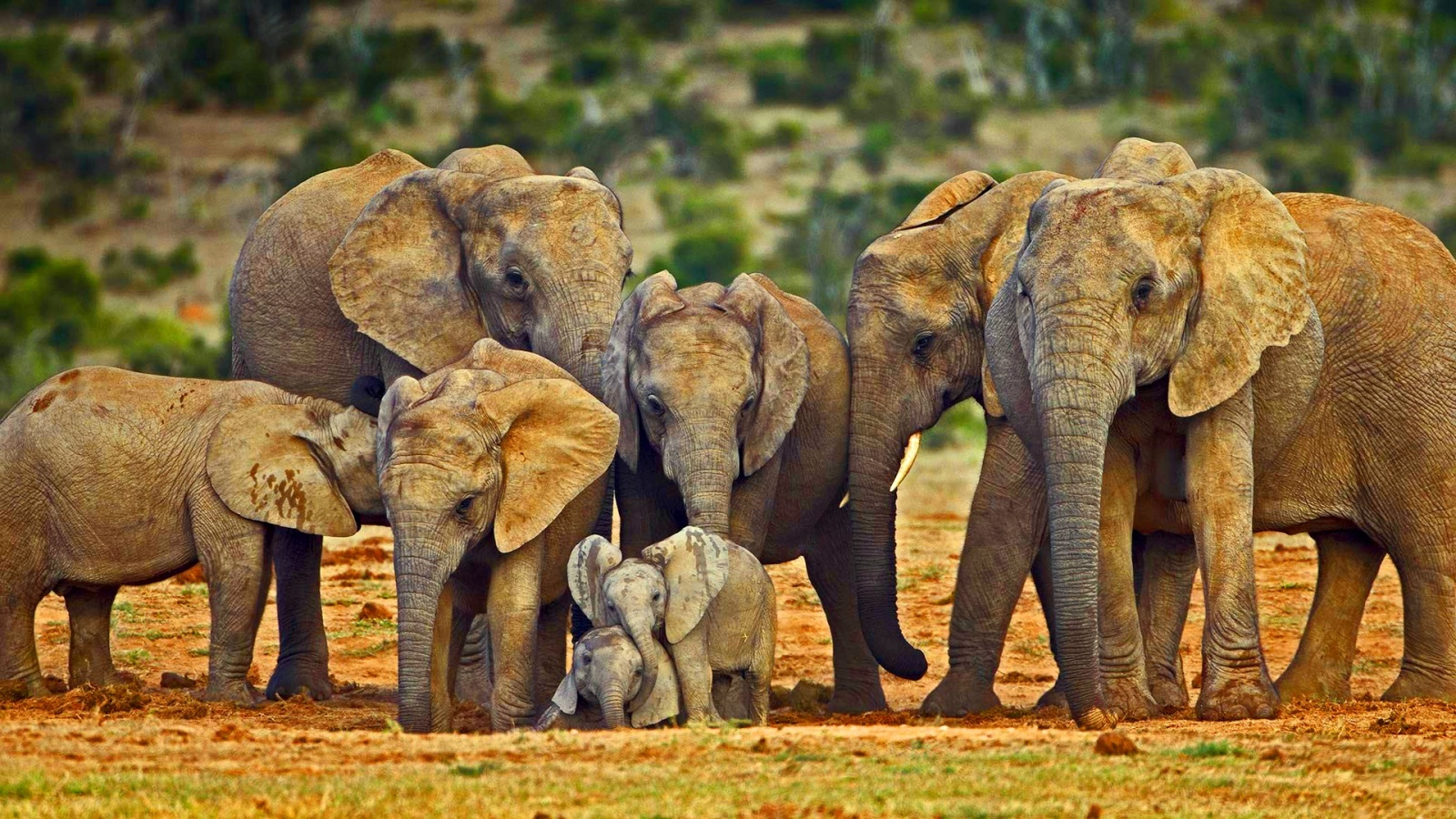 Big Elephant Family Wallpaper