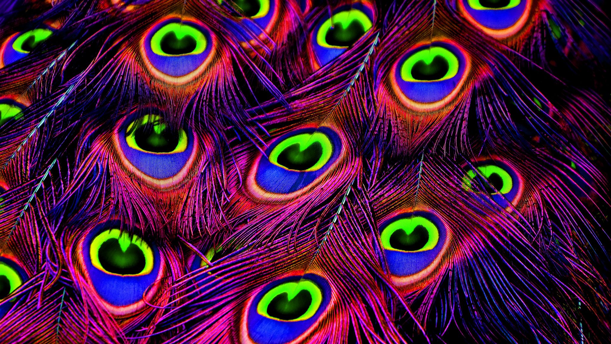 Download wallpaper 2048x1152 peacock, feathers, bright, photohop ultrawide monitor HD background