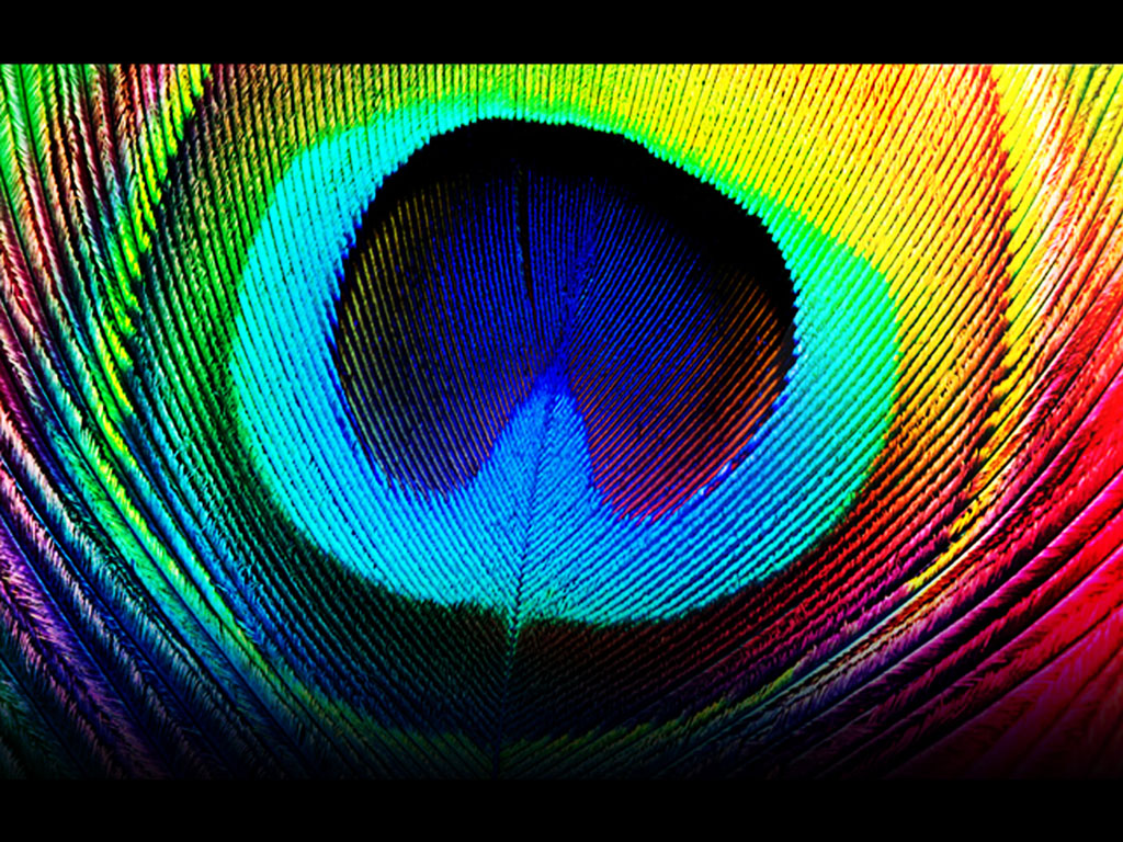 Peacock Feather Wallpaper