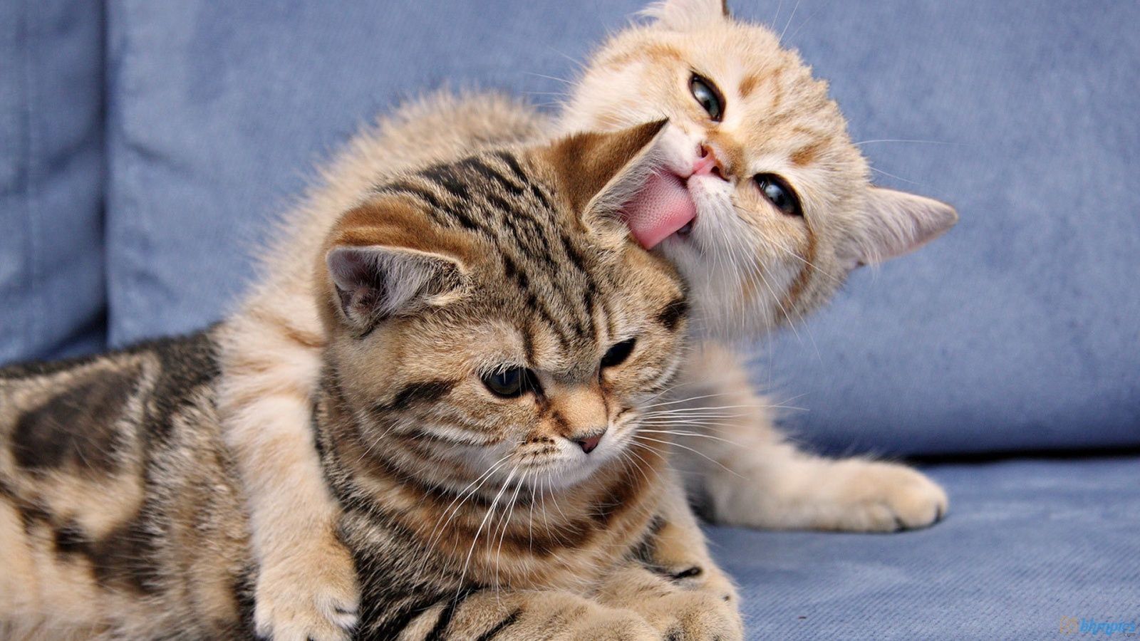 Cat Lover Wallpapers Wallpaper Cave Cat Lover Wallpapers Wallpaper Cave