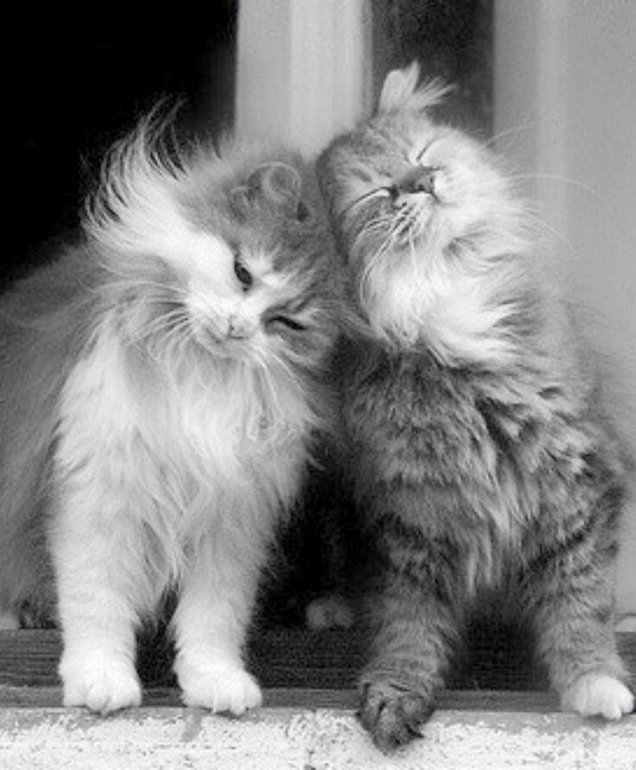 Cool > Beautiful Cats Wallpaper Download #repin. Beautiful cats, Kittens cutest, Pretty cats