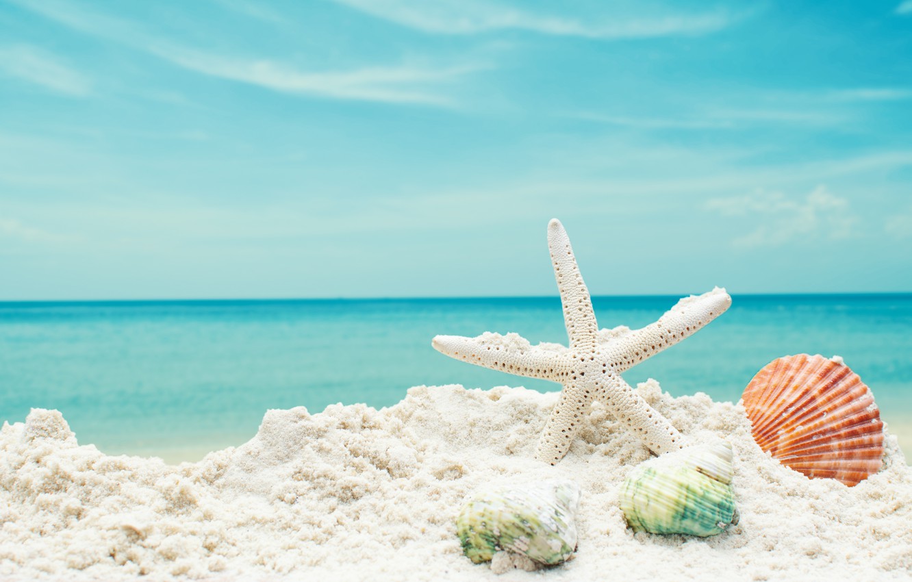 Free download Wallpaper sand sea beach star shell summer beach sea blue [1332x850] for your Desktop, Mobile & Tablet. Explore Ocean And Beach Wallpaper. Beach and Ocean Wallpaper, Beach