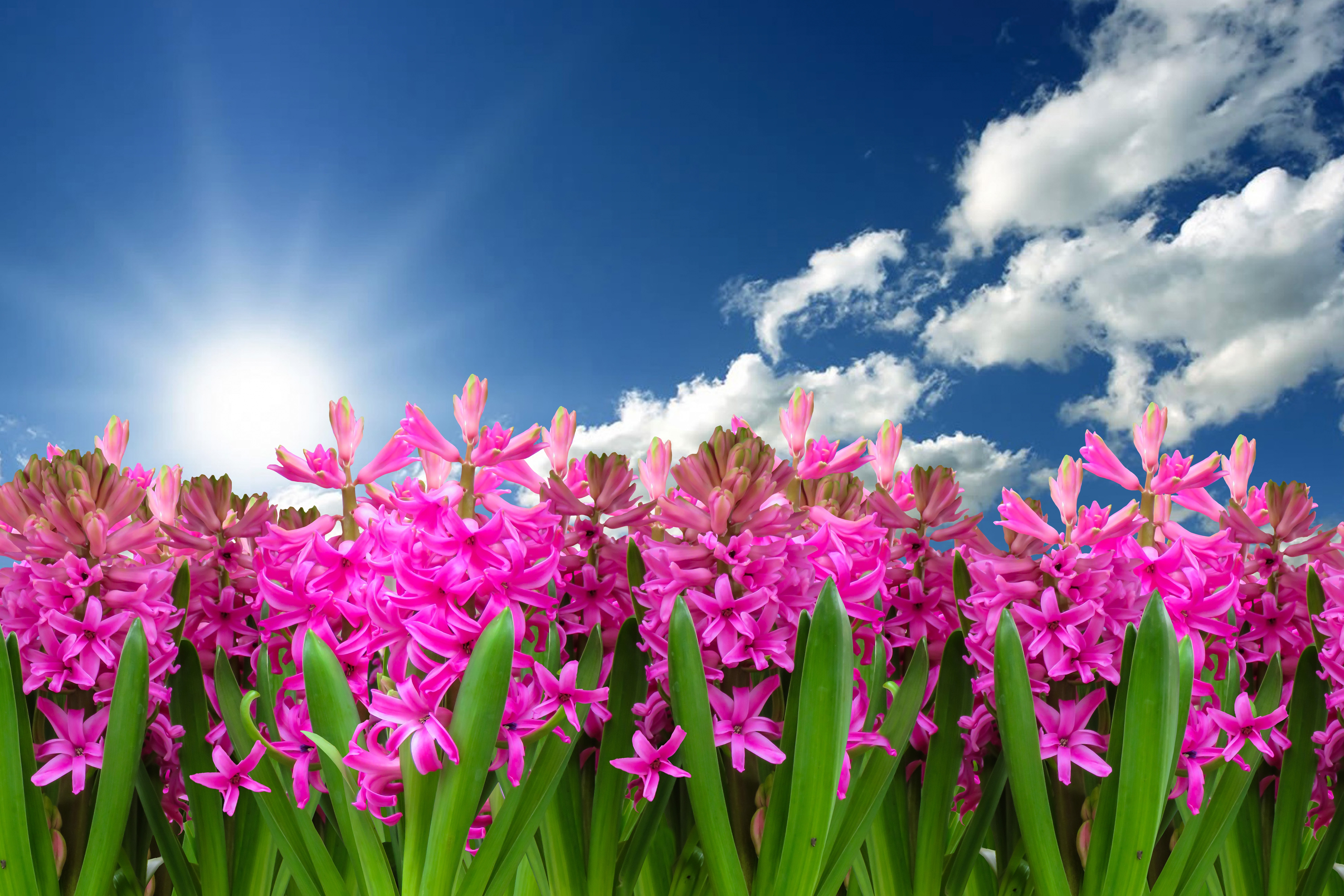 Pink flowers Wallpaper 4K, Hyacinth, Garden, Sun light, Blue Sky, Clouds, Flowers