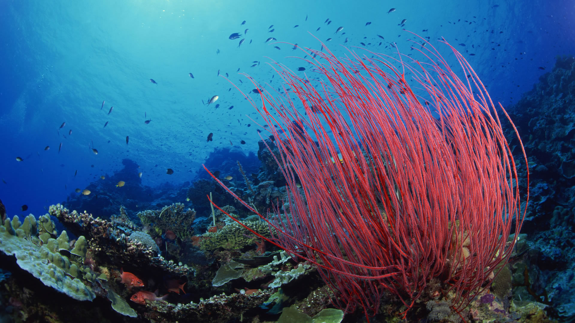 Sea Plants Wallpapers Wallpaper Cave