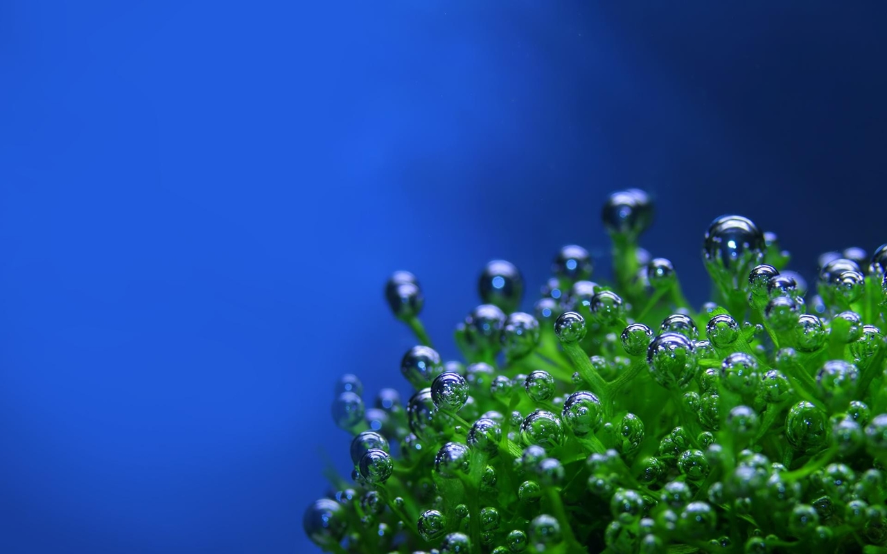 aquatic plants wallpaper