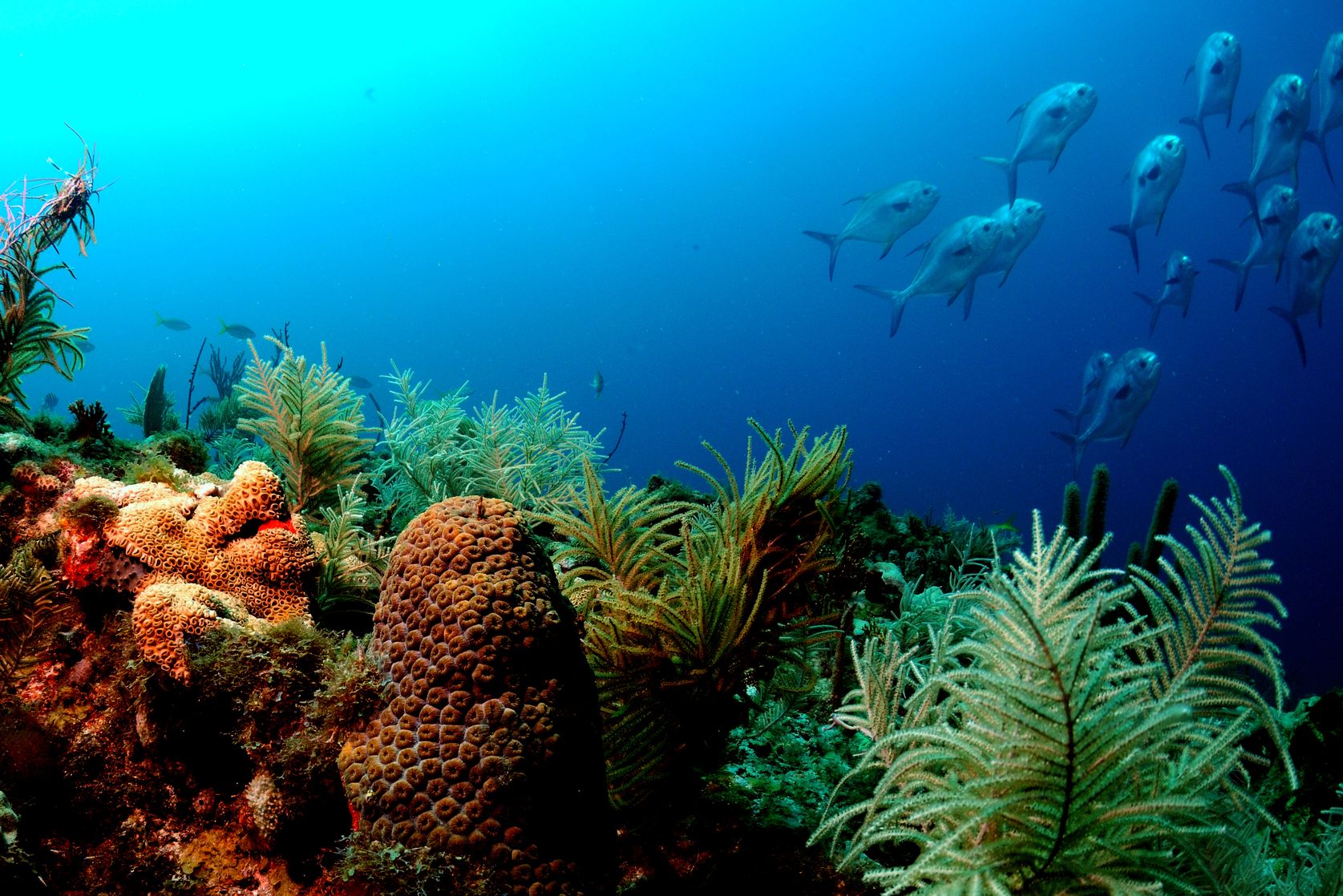 Free download fishes underwater reef coral color sea ocean tropical plants wallpaper [1675x1118] for your Desktop, Mobile & Tablet. Explore Underwater Coral Reef Wallpaper. Underwater Coral Reef Wallpaper, Coral