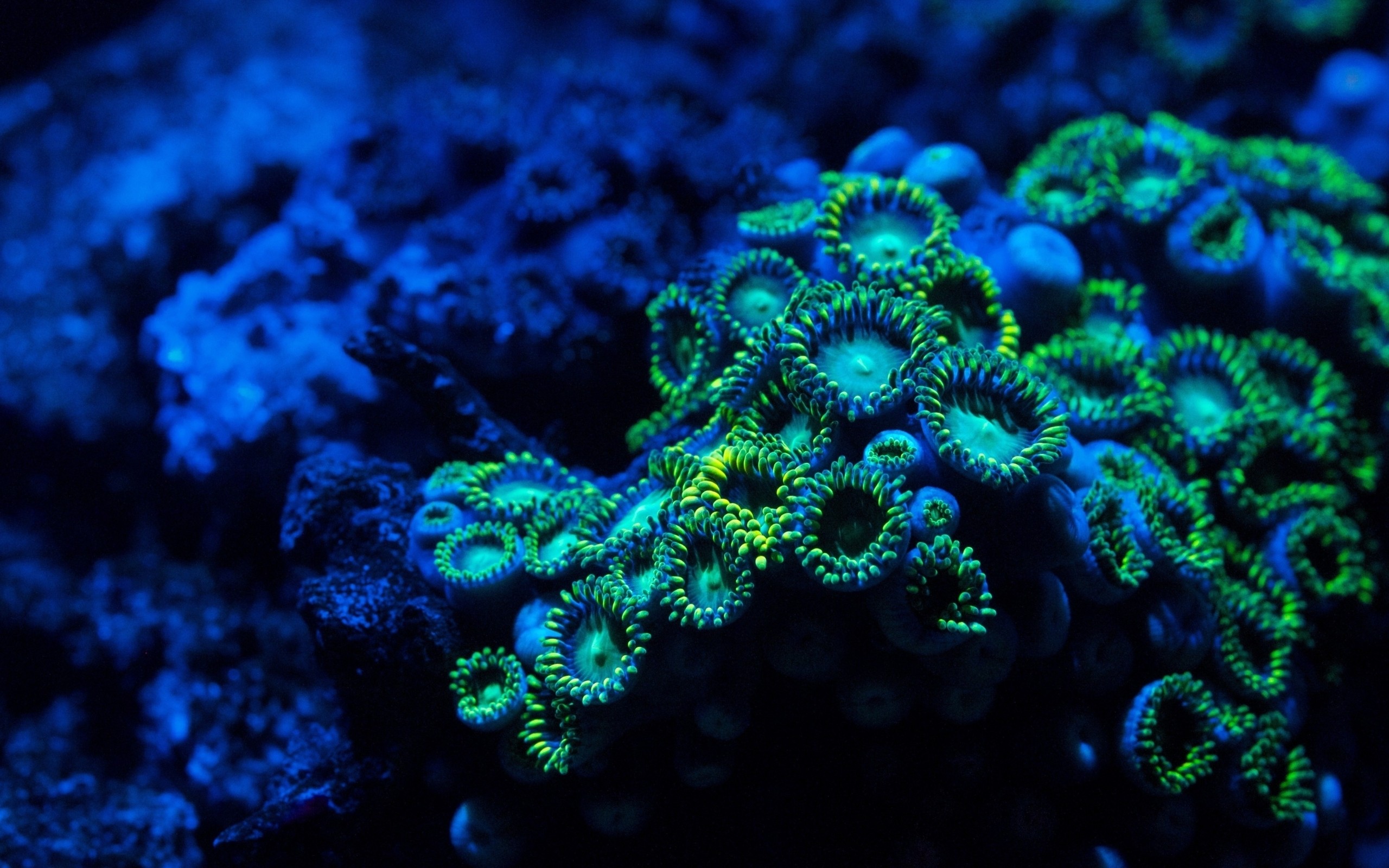 underwater, Plants Wallpaper HD / Desktop and Mobile Background