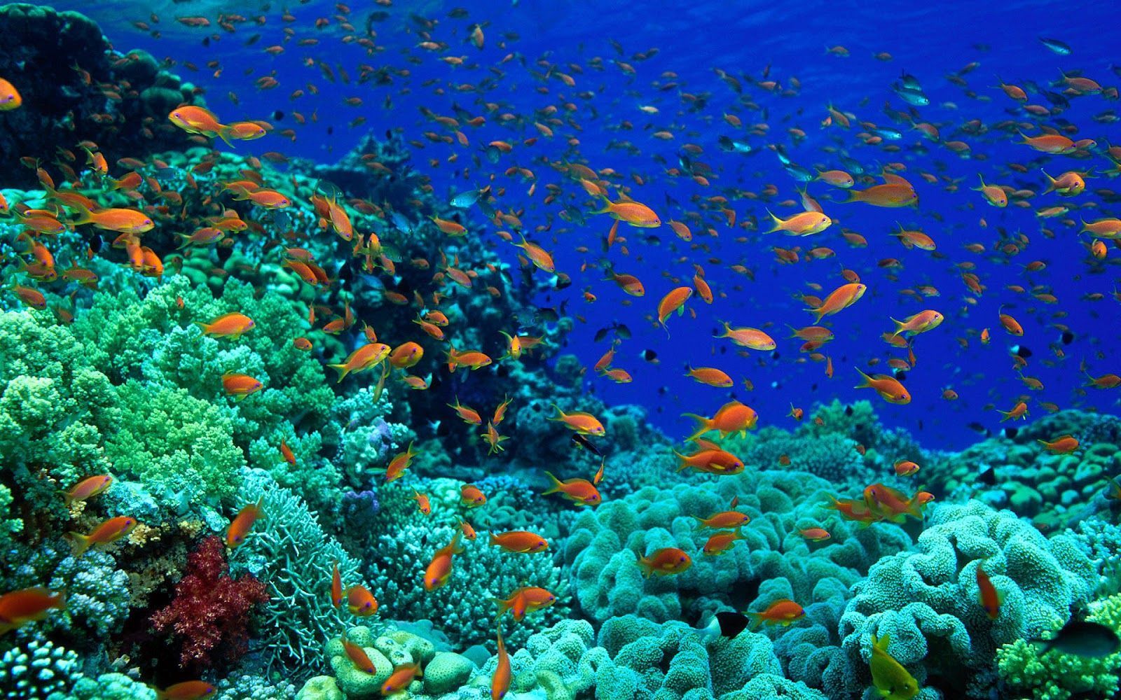 Marine Life Wallpaper
