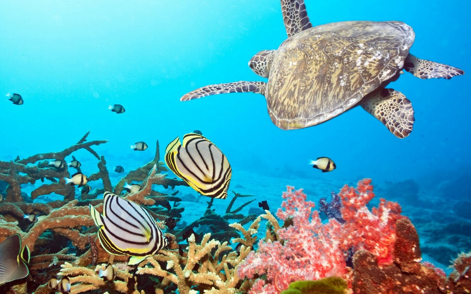 Free download ocean plants ocean fish underwater wallpaper ocean screensaver [1600x1000] for your Desktop, Mobile & Tablet. Explore Ocean Wallpaper. Ocean Wallpaper, Ocean Wallpaper and