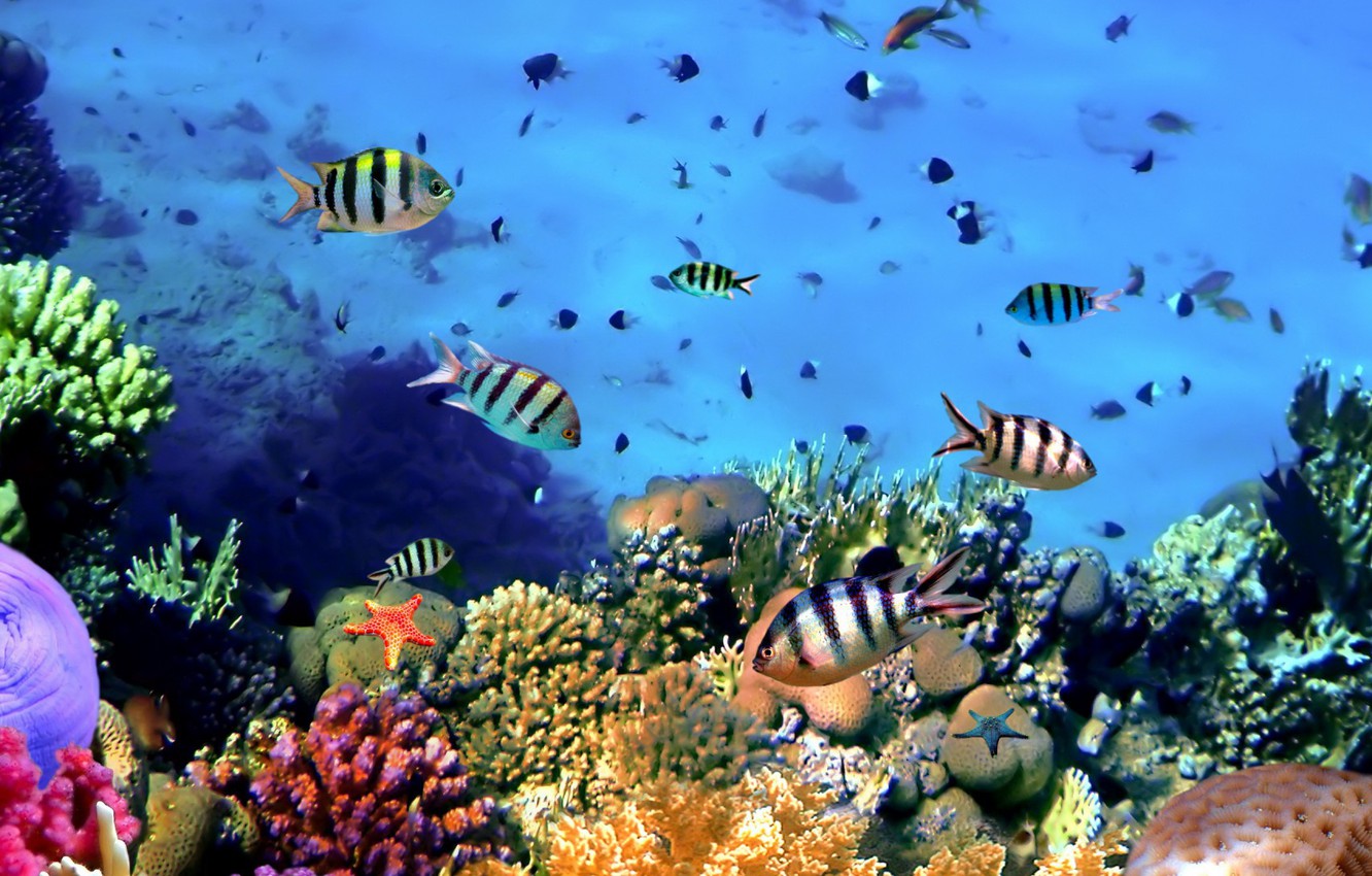 Wallpaper sea, plants, fish image for desktop, section животные