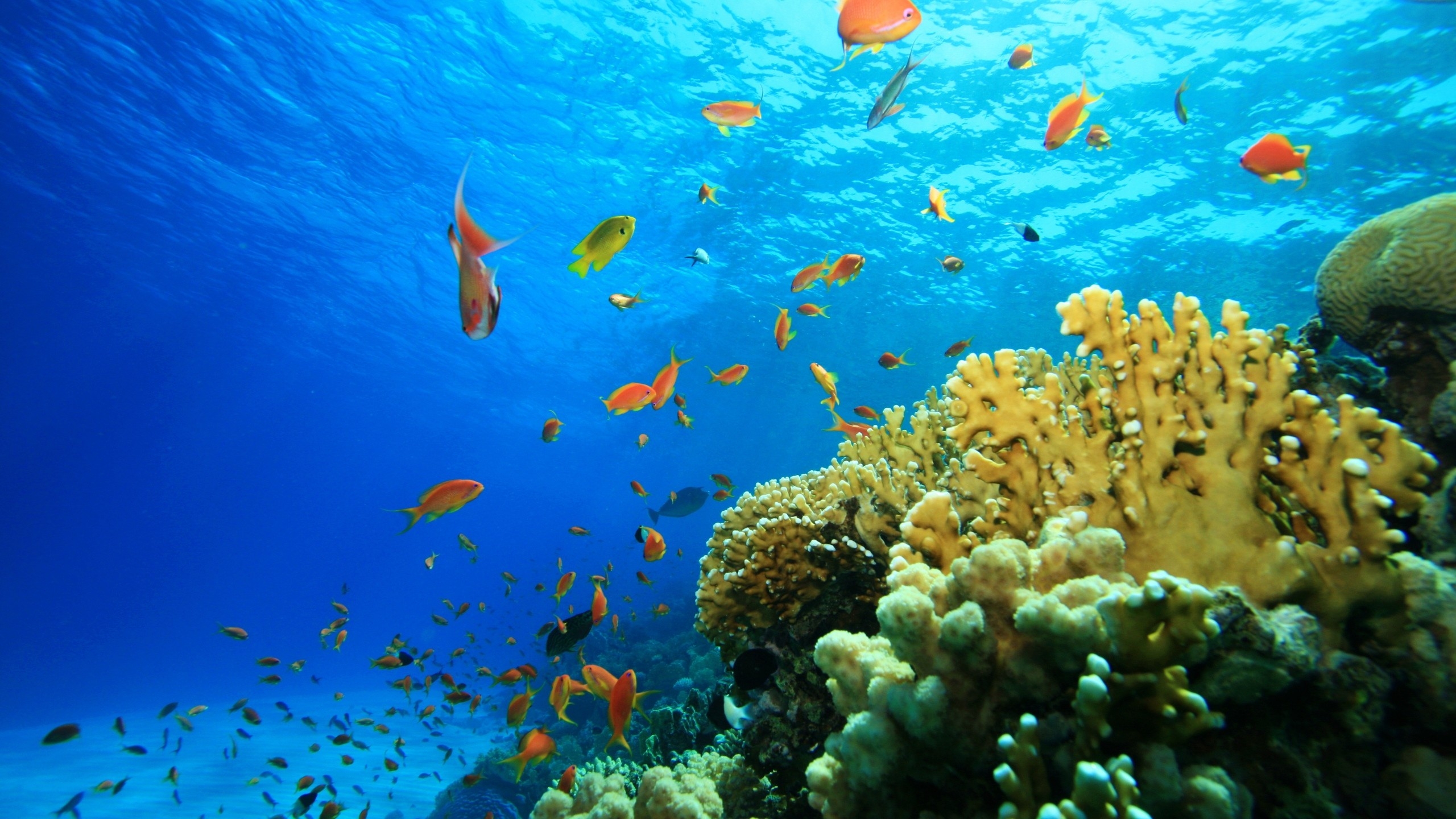 Swimming Fish In The Sea