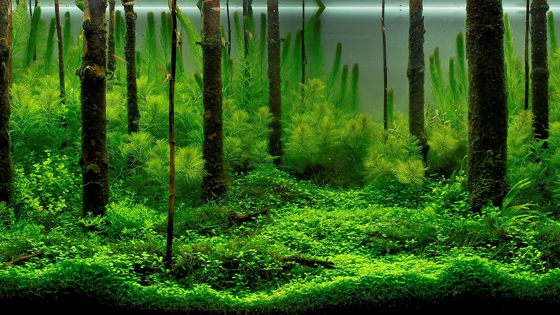 International Aquatic Plants Layout Contest 2010