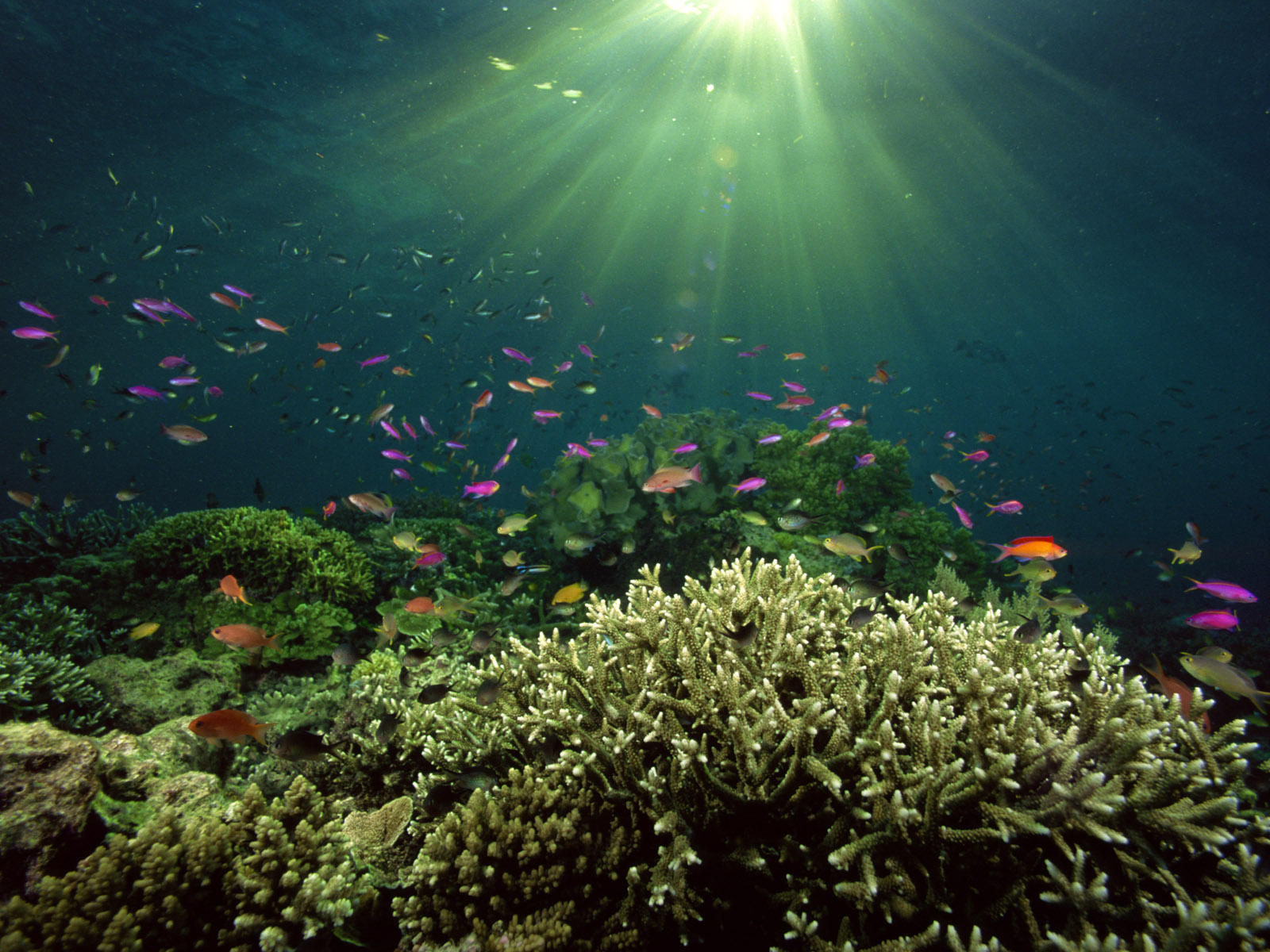 Underwater Wallpaper Image