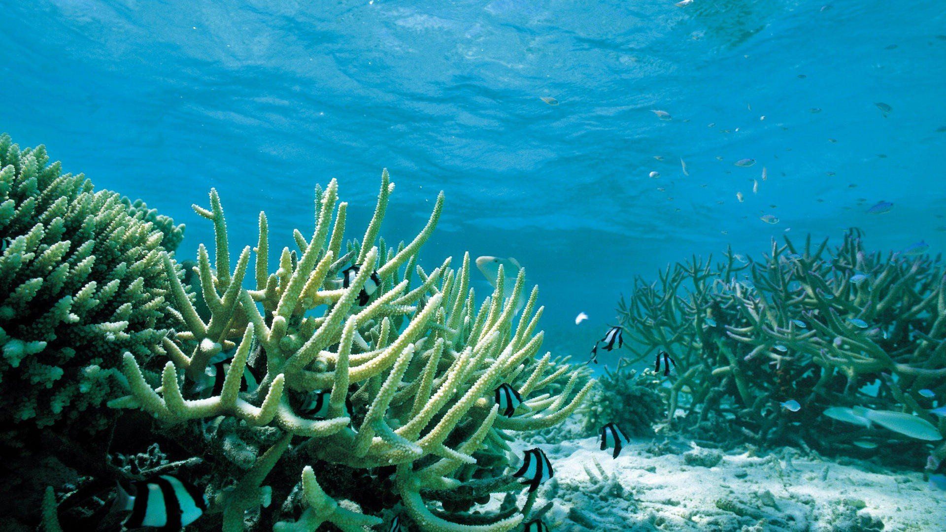 image for Blog. Under the sea picture, Under the sea, Sea