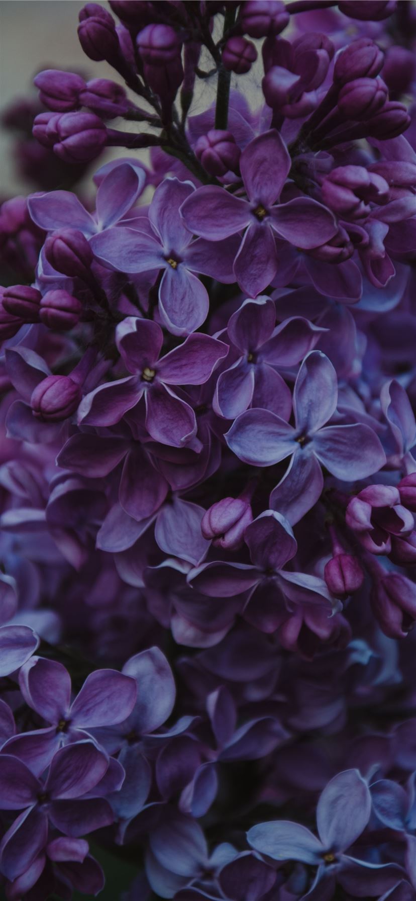 Best Purple iPhone 11 HD Wallpaper