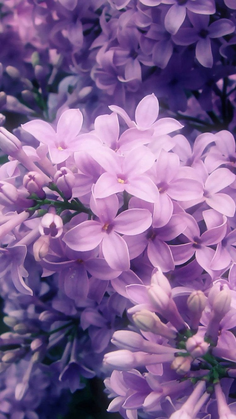 Lilac Phone Wallpaper Free Lilac Phone Background