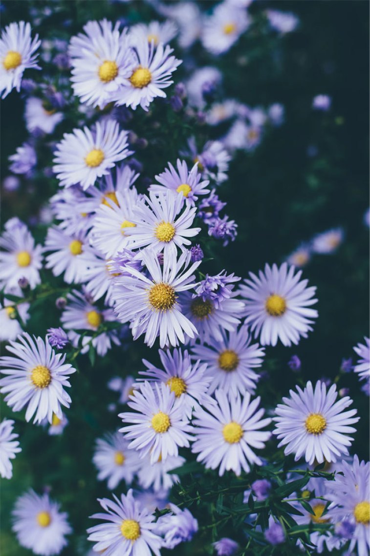 Lilac colored Daisies Beautiful flower iphone wallpaper ideas