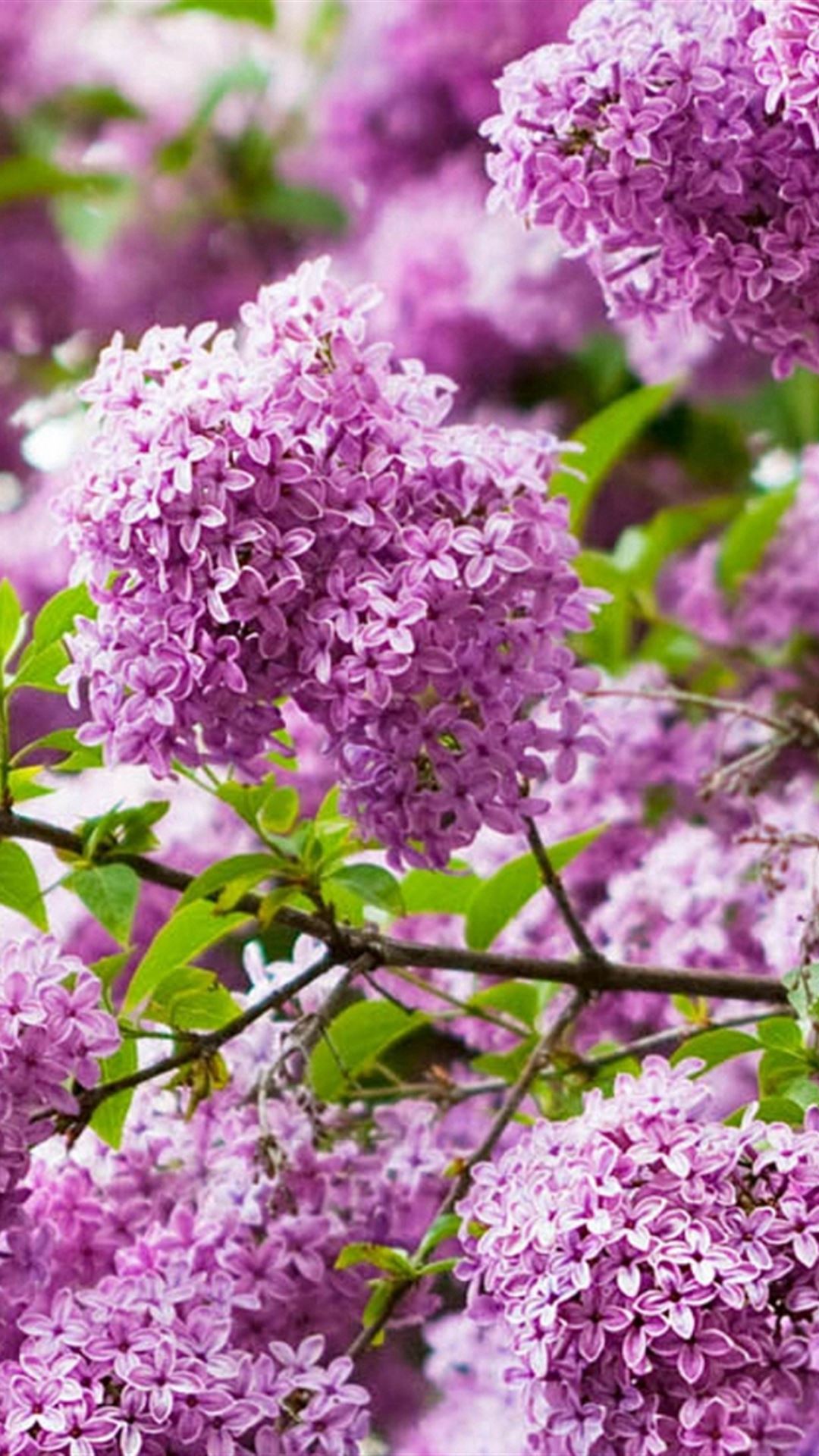 Lilacs Flowering Bud Branch iPhone 4s Wallpaper Free Download