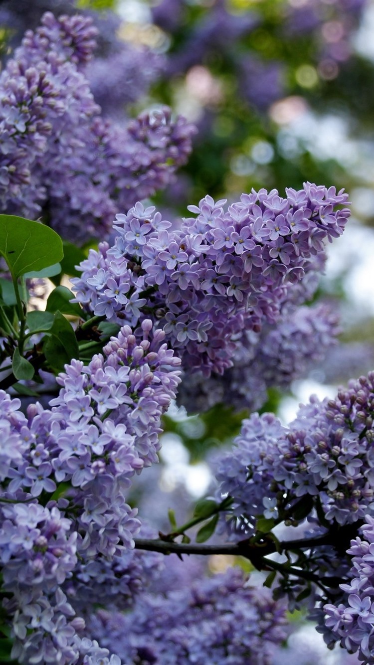 Lilacs Blooming, Purple Flowers, Spring 750x1334 IPhone 8 7 6 6S Wallpaper, Background, Picture, Image