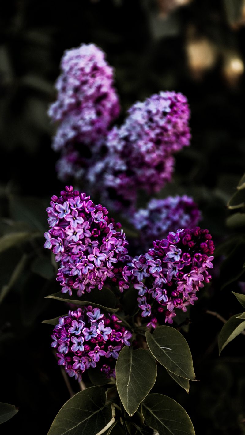 Download Wallpaper 800x1420 Lilac, Flowers, Flowering, Bush, Leaves Iphone Se 5s 5c 5 For Parallax HD Background