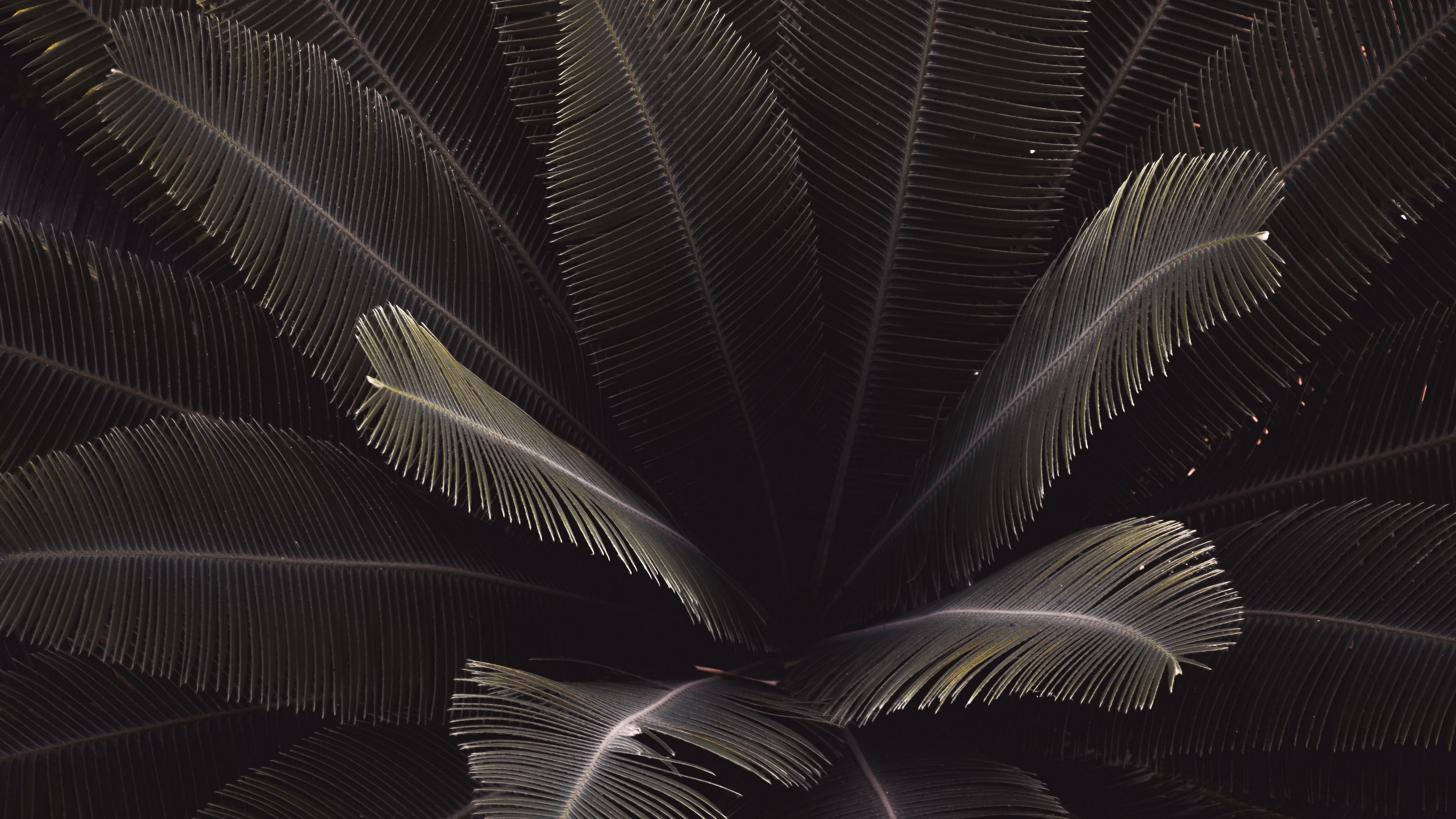 Download wallpaper 3840x2160 leaves, plant, carved, green, dark, shade 4k uhd 16:9 HD background